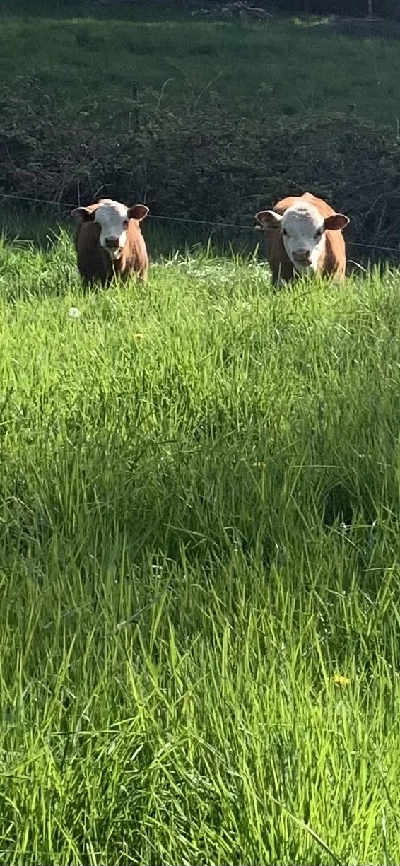 Two cows standing in a green pasture with a hillside in the background.