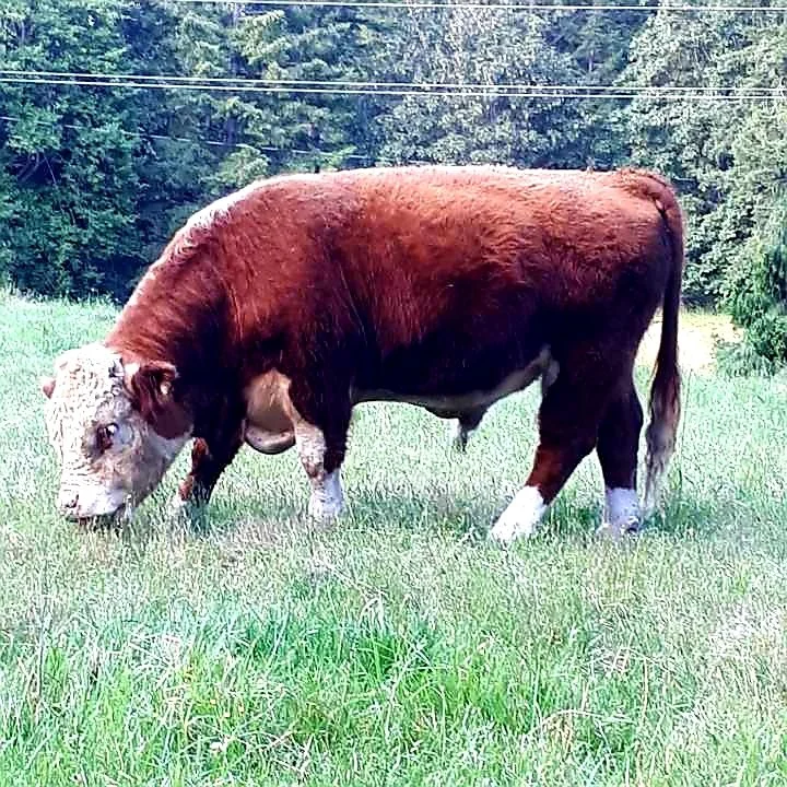 A cow standing in a grassy field with trees and power lines in the background.