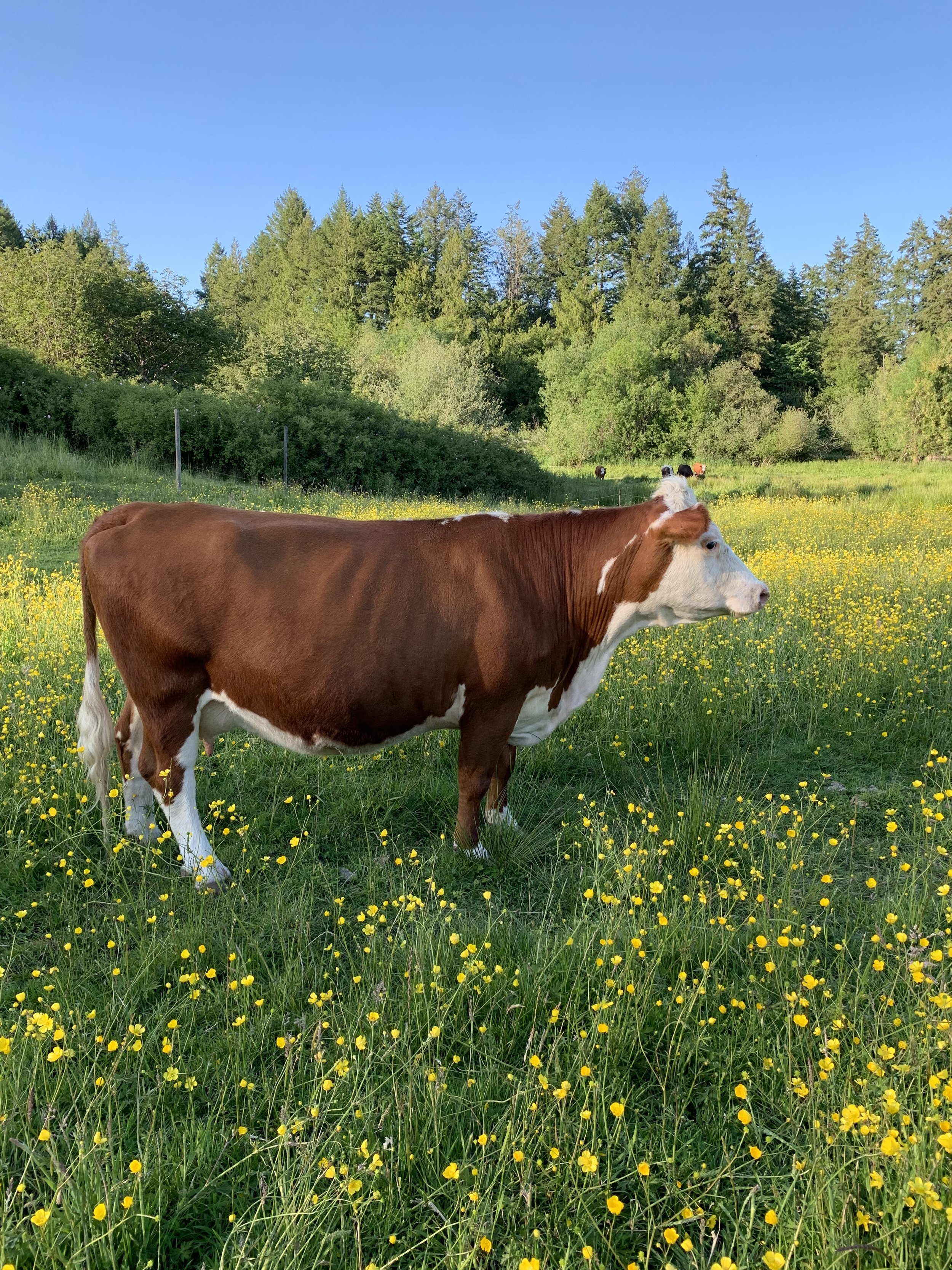 A brown and white cow standing in a field of yellow wildflowers with green grass, trees, and a clear blue sky in the background.