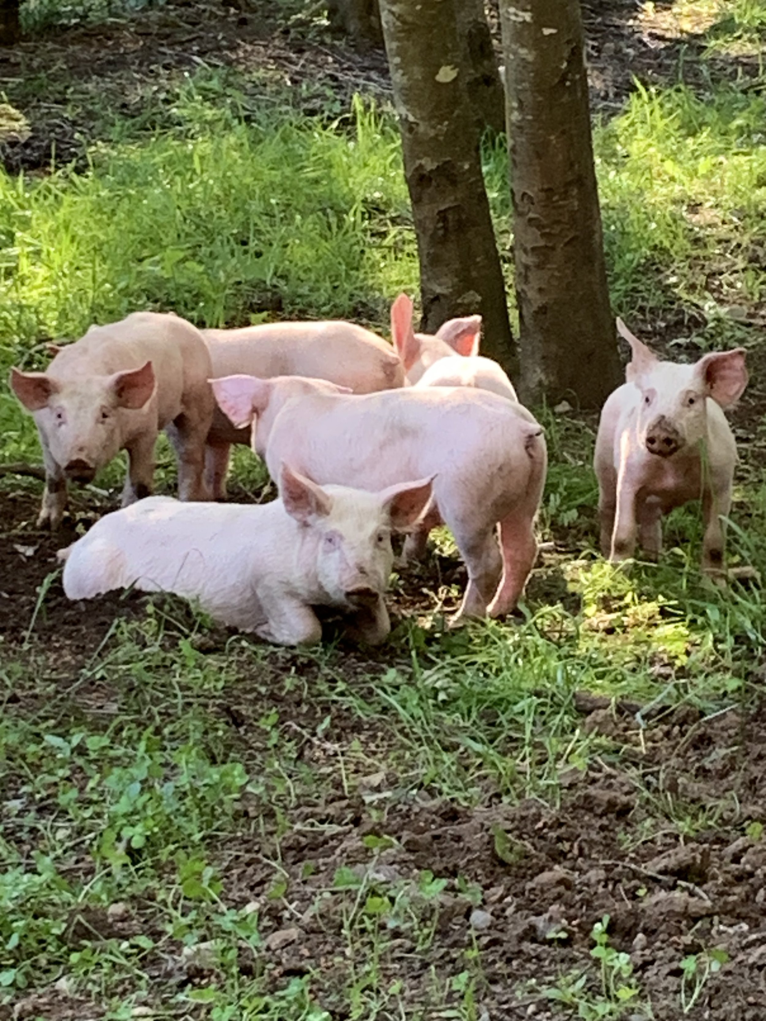 Group of five pink piglets outdoors near trees and grass.