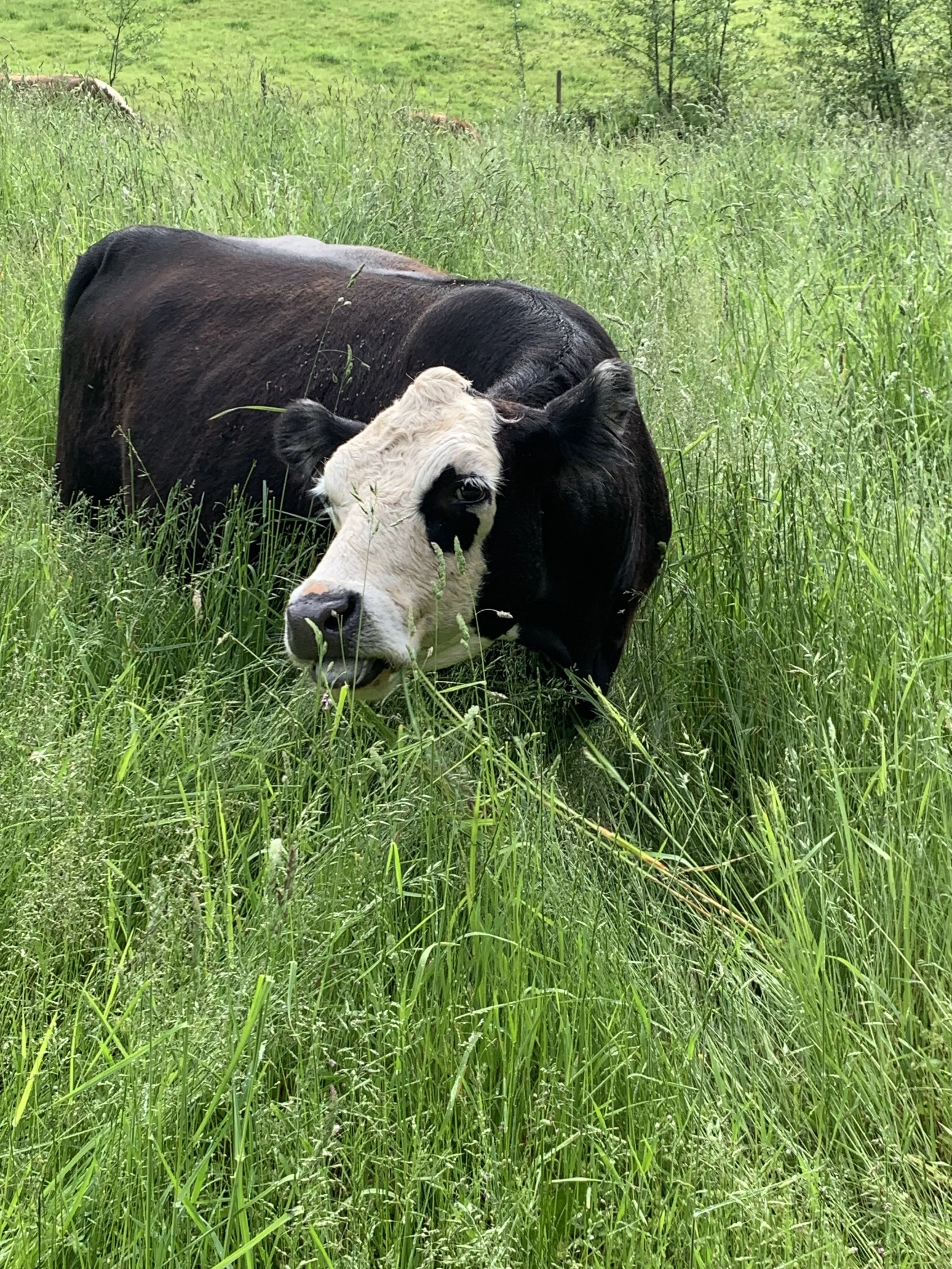 A black and white cow grazing in tall green grass on a farm, with trees and a fence in the background.