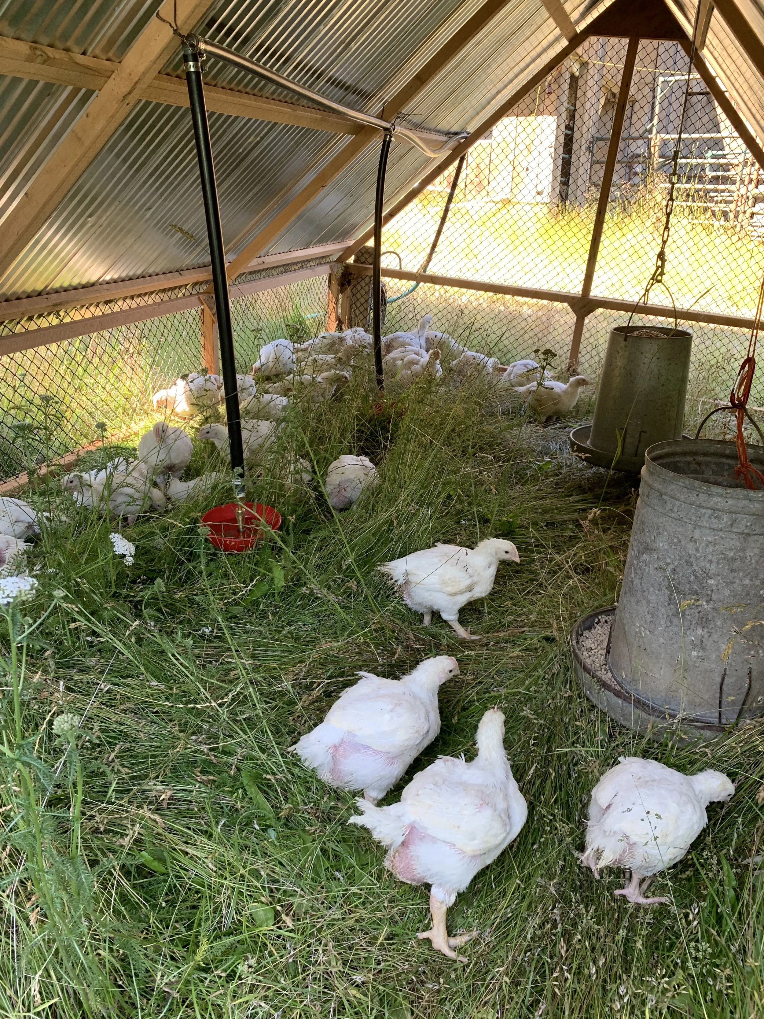 Young chickens inside a mobile coop with a metal roof and wire fencing, some walking on grass and others resting, with feeding containers nearby.