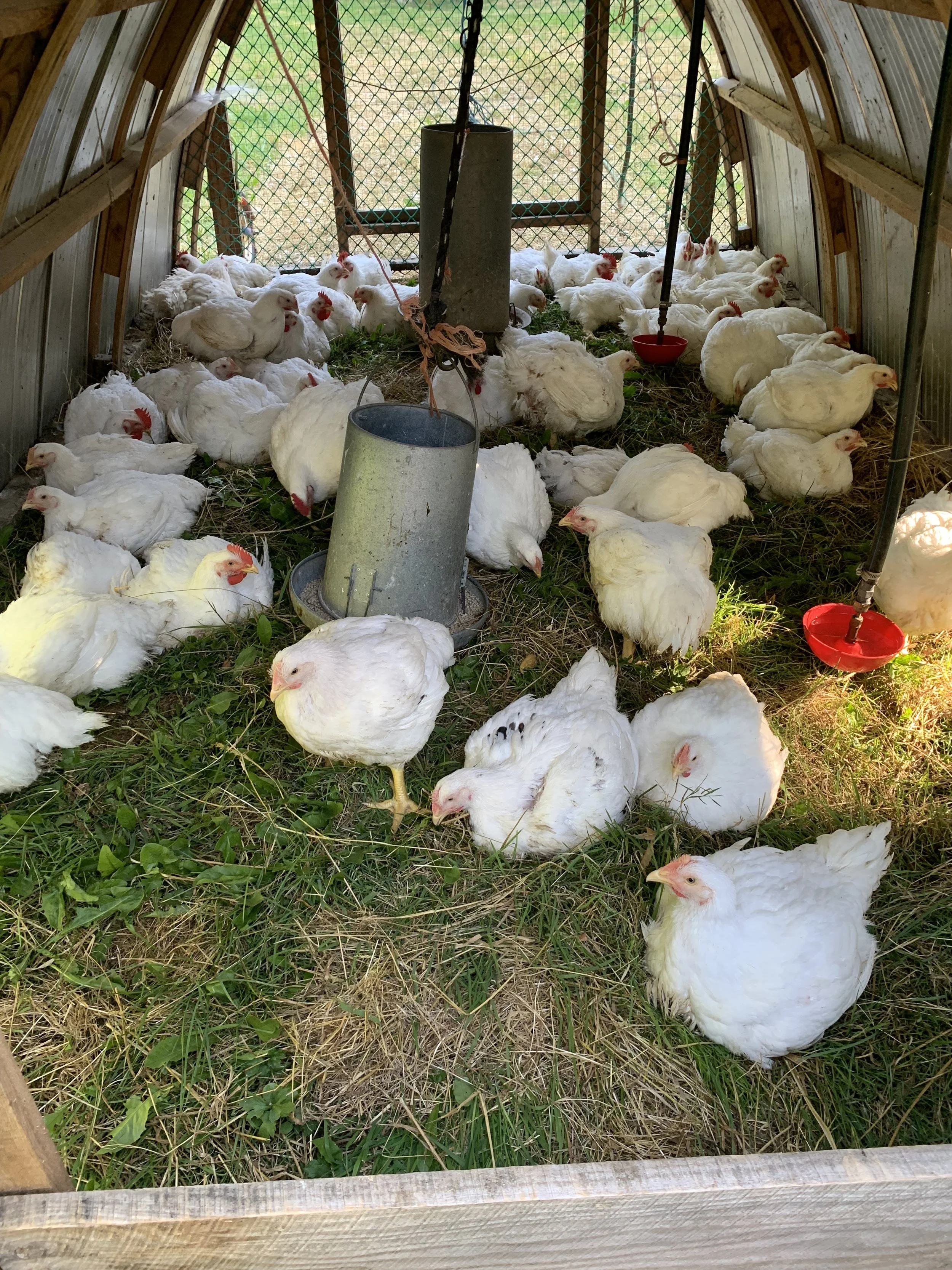 Multiple white chickens inside a wooden coop with green grass on the ground, some chickens are standing, others are lying down, and feeding troughs are hanging from the ceiling.