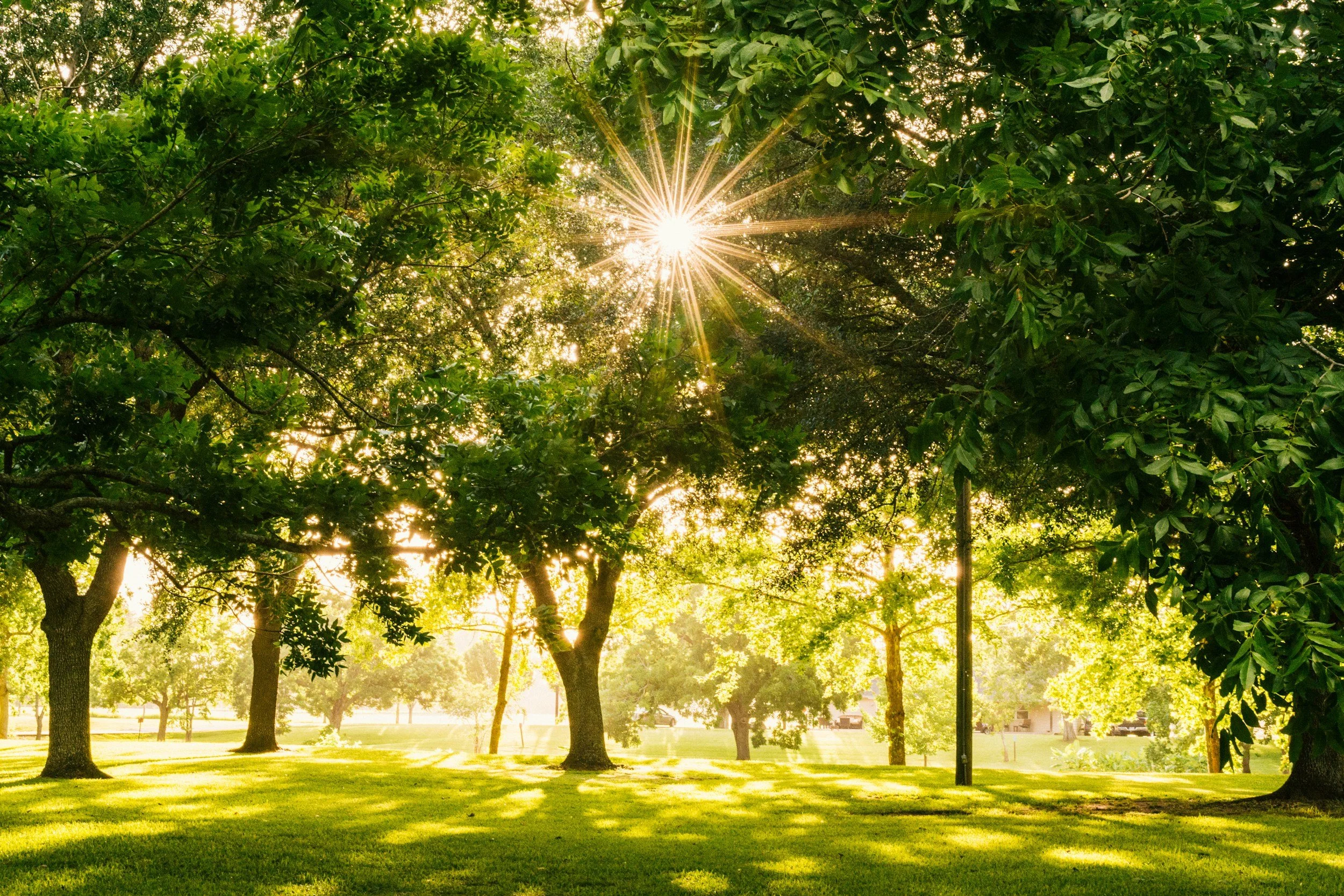 Sun rays shining through green trees in a park, casting shadows on the grassy ground.