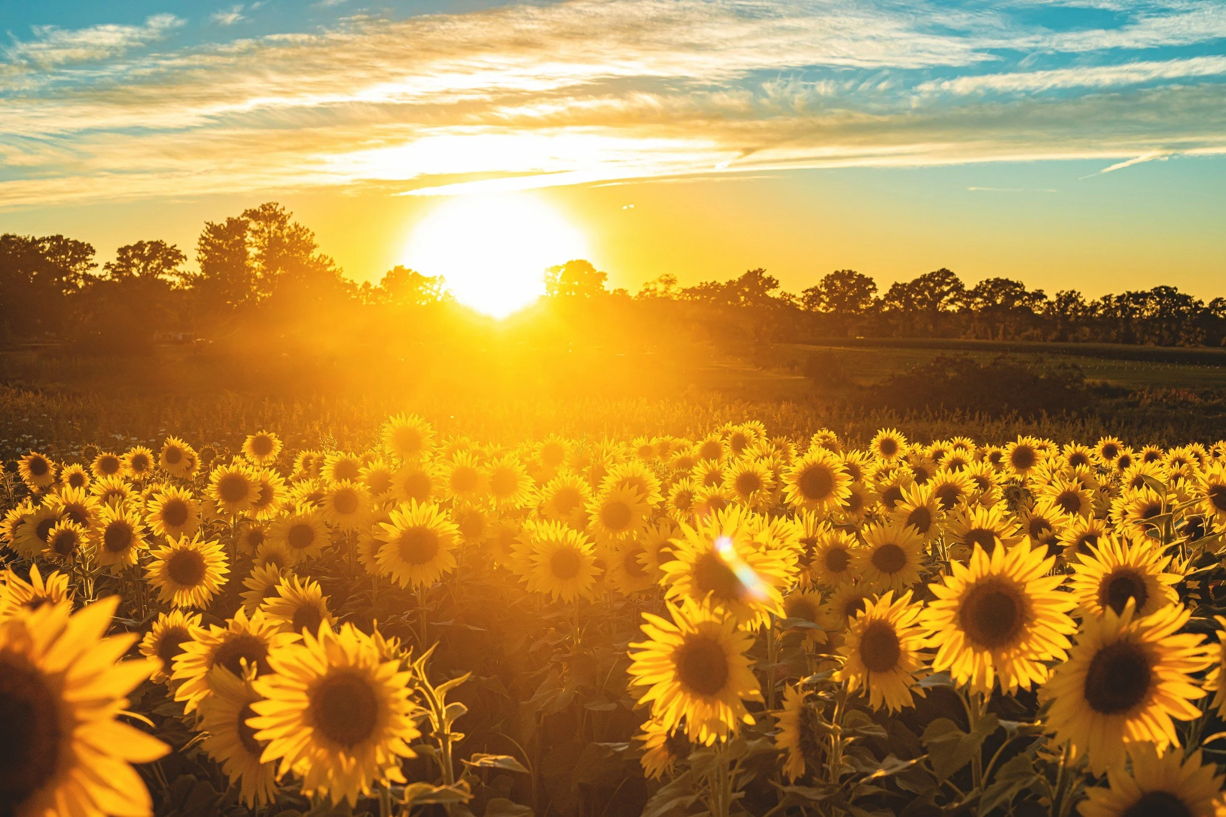 Sunflowers in a field at sunset with a bright yellow sun and a colorful sky of orange, yellow, and blue.
