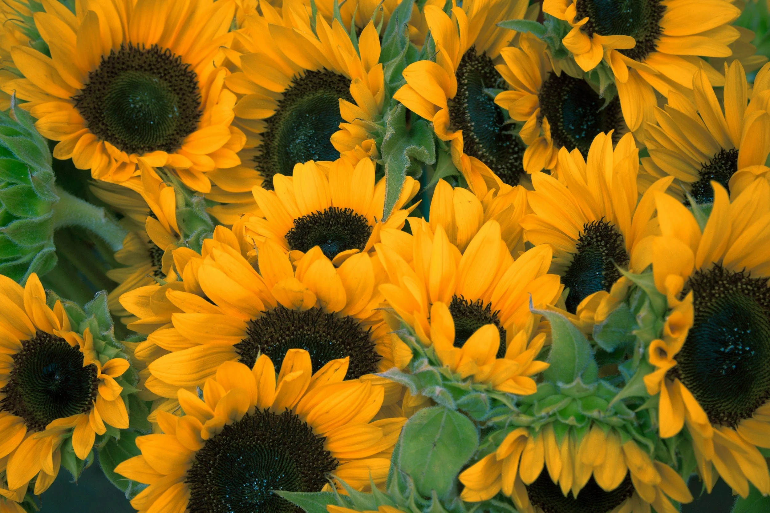 Close-up view of bright yellow sunflowers with large dark centers and green leaves.