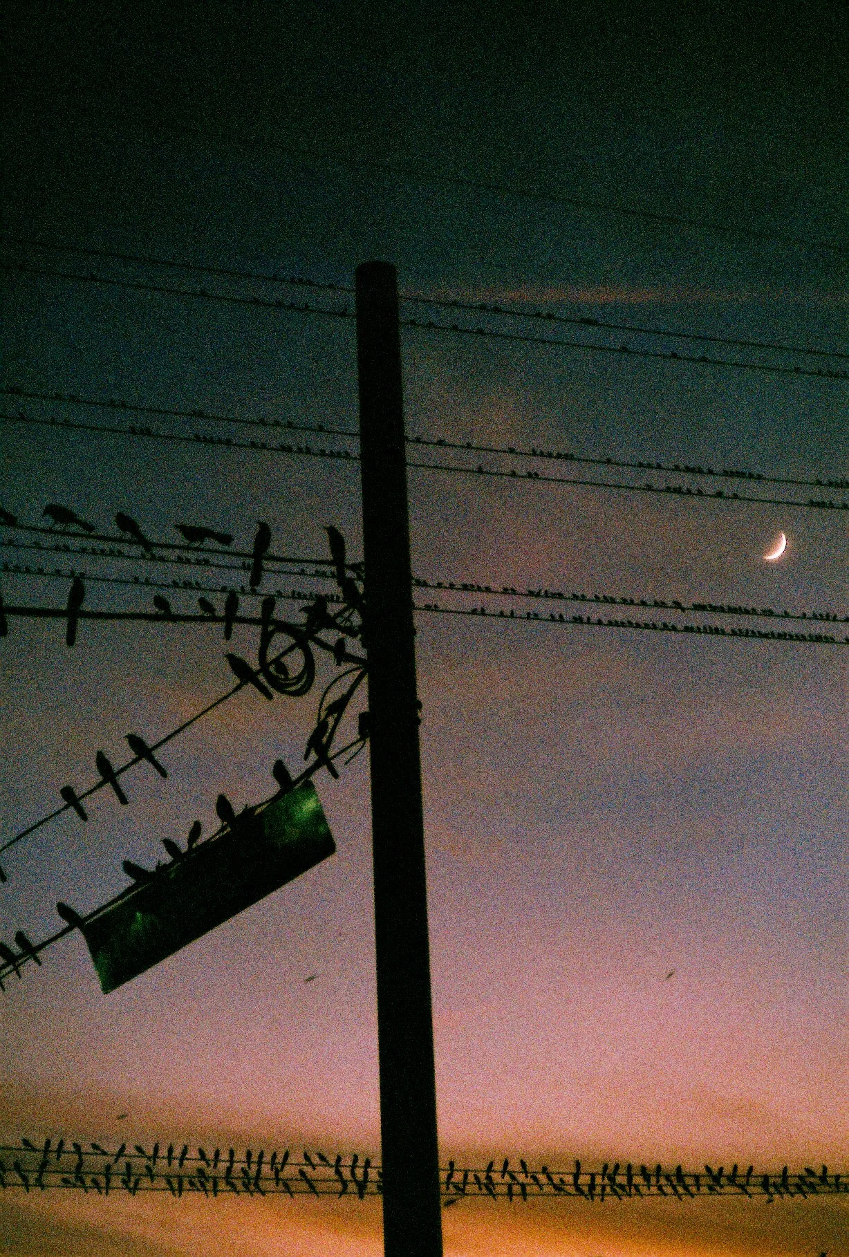 austingrackles-2024edit.jpg