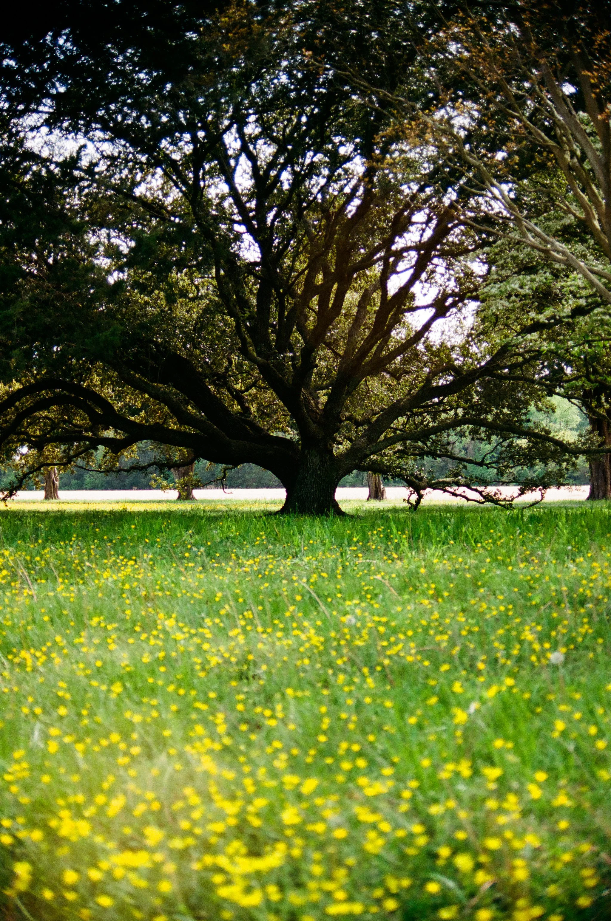 bigtree.jpg