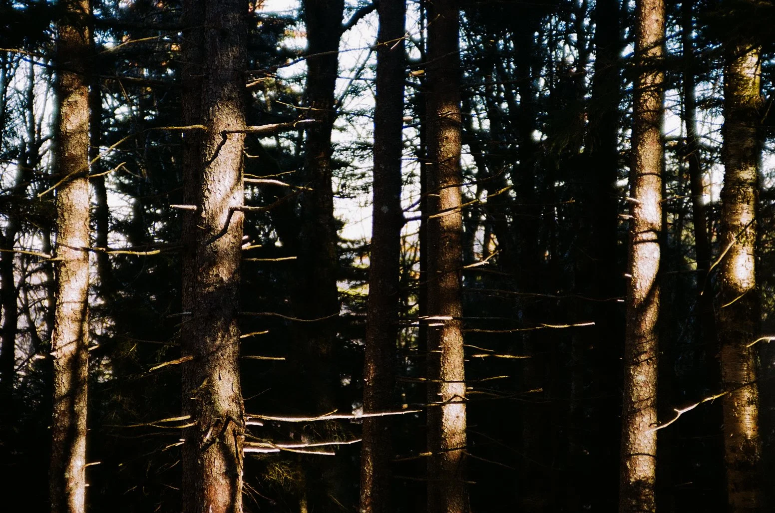 snowshoetrees-1.jpg