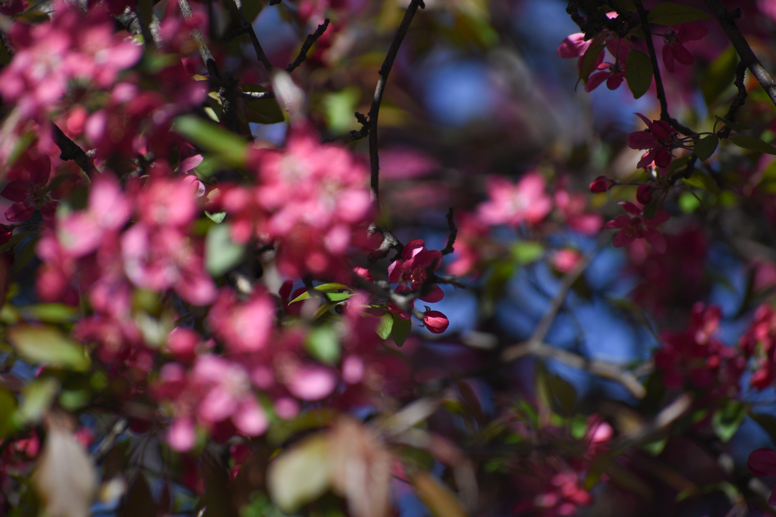 Bourgeon de fleur caché au milieu de l'arbre comme le soi véritable au sein de notre persona