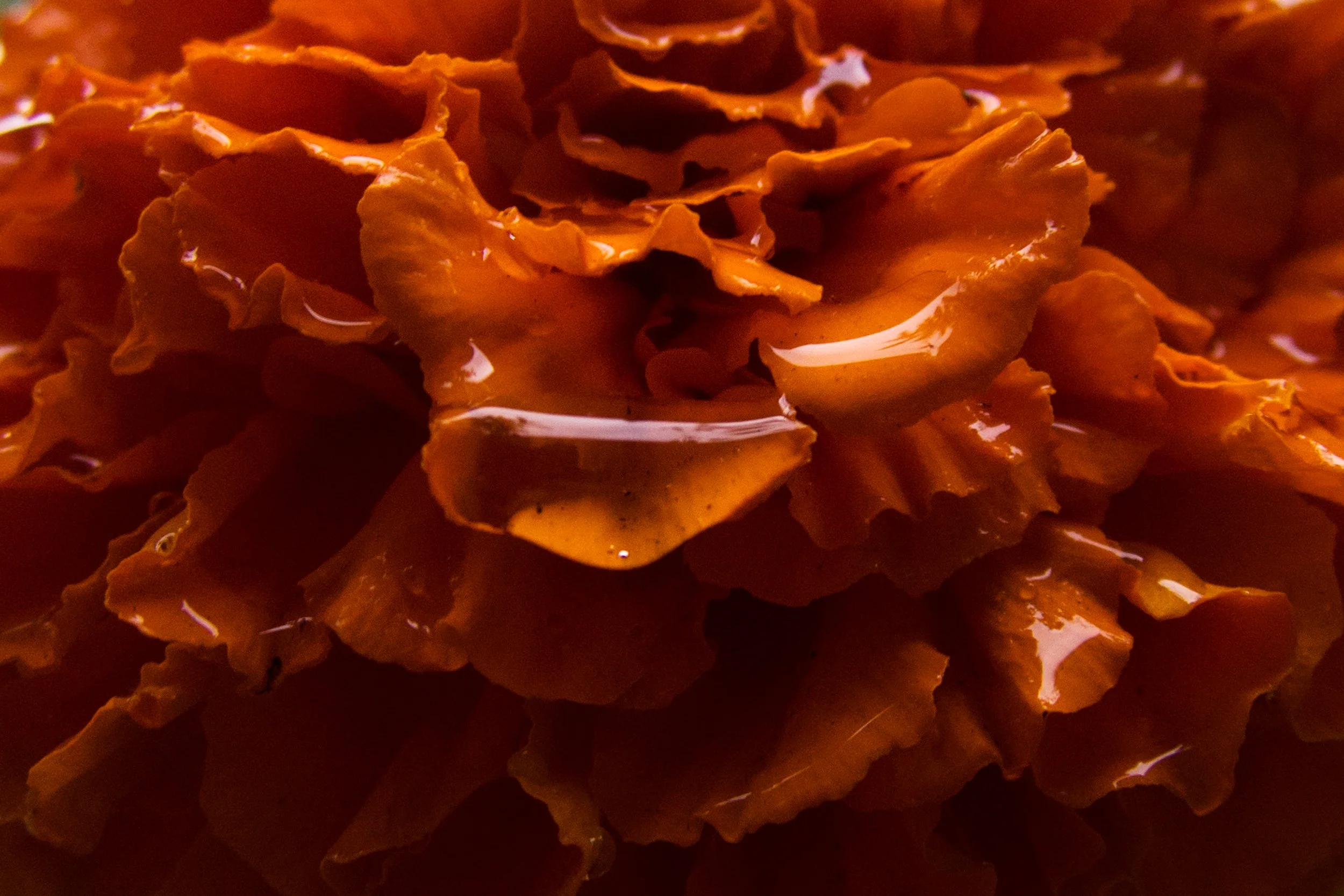 Image abstraite de fleur en gros plan qui renvoie à l'intimité des personnes et des couples