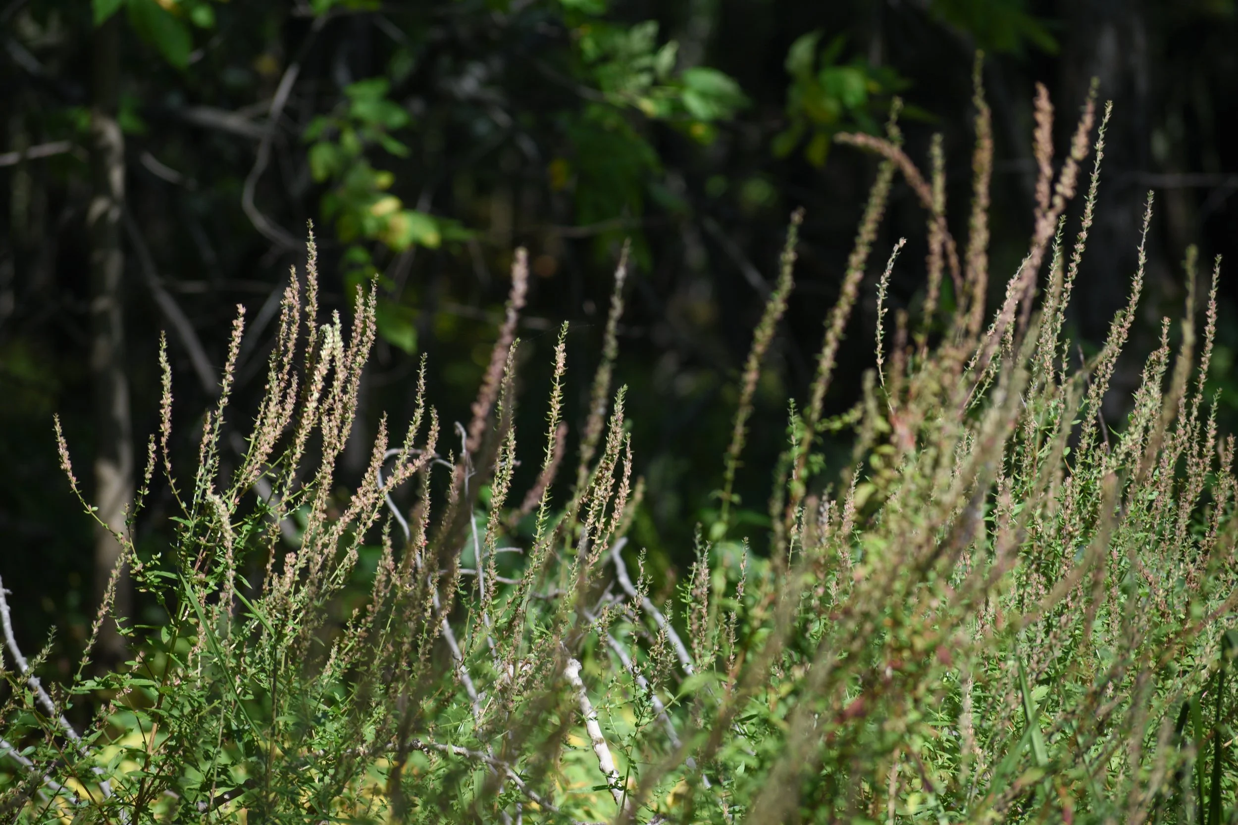 accueil du site avec des plantes en croissance ensoleillées et entremêlées comme les idées des personnes qui viennent consulter en sexologie