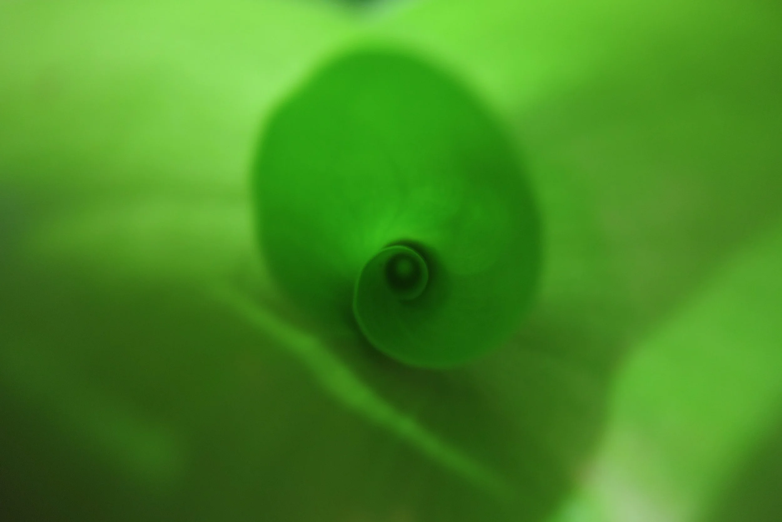 Plante en croissance qui illustre le potentiel de croissance personnelle et de découverte de soi