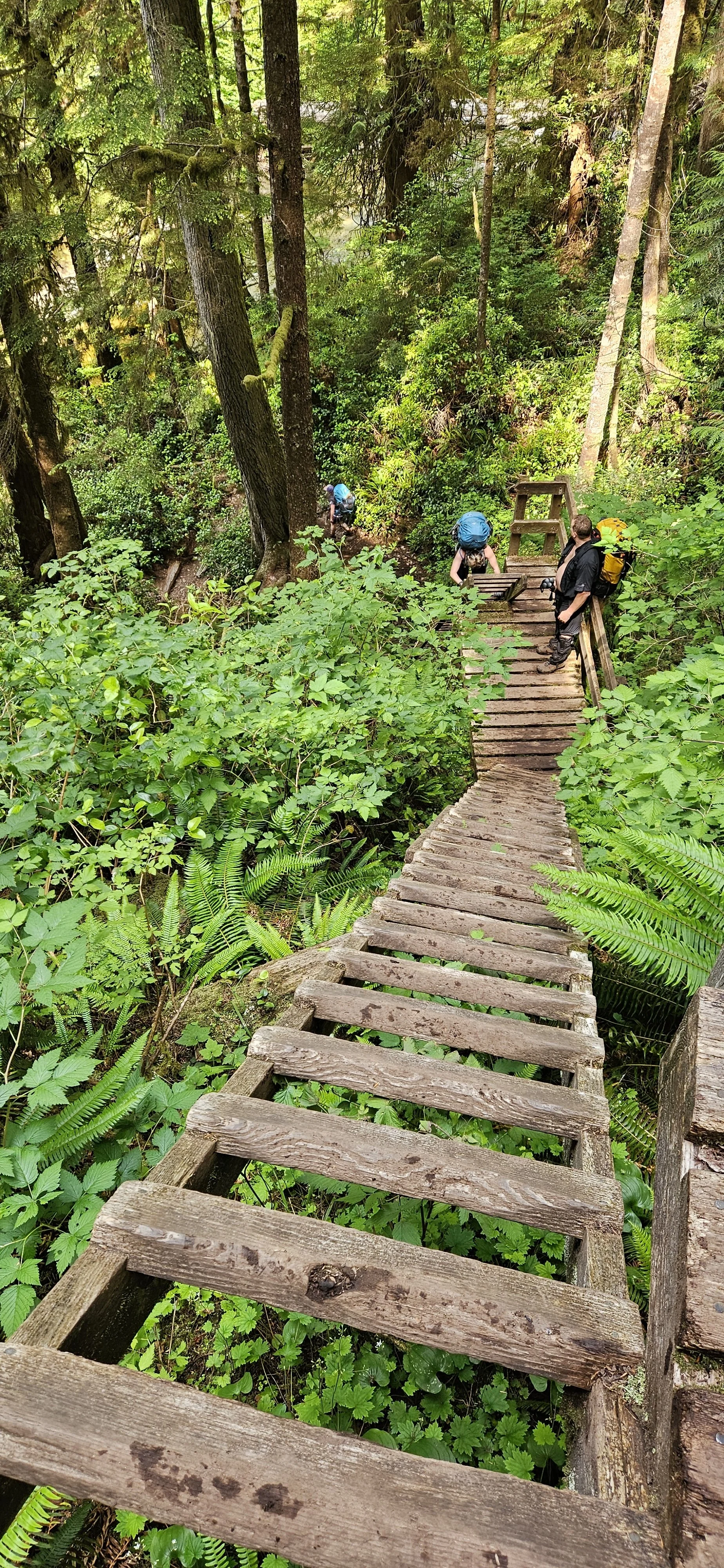 Hikers with backpacks walking down a wooden staircase in a lush green forest.