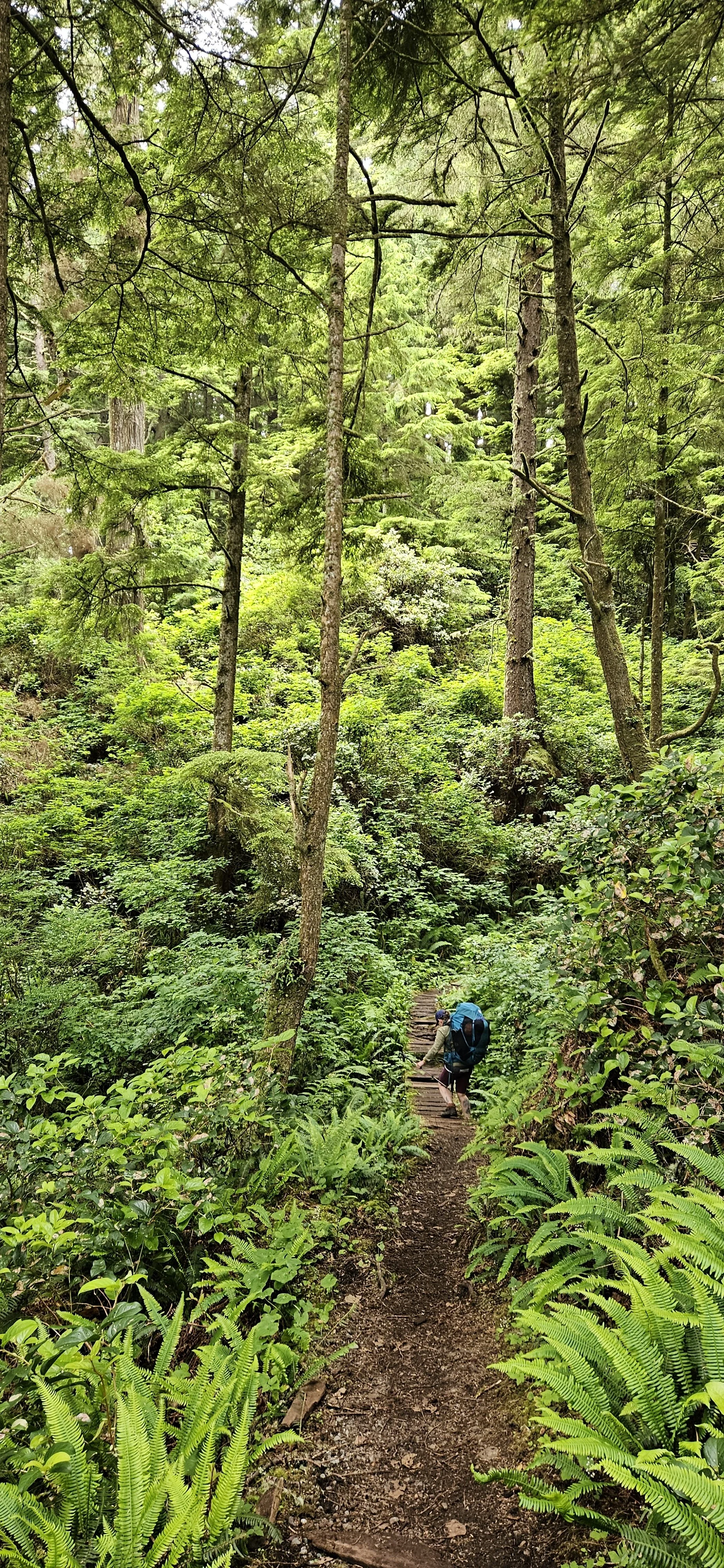 A hiker with a blue backpack walking along a narrow dirt trail through a lush green forest with ferns and tall trees.