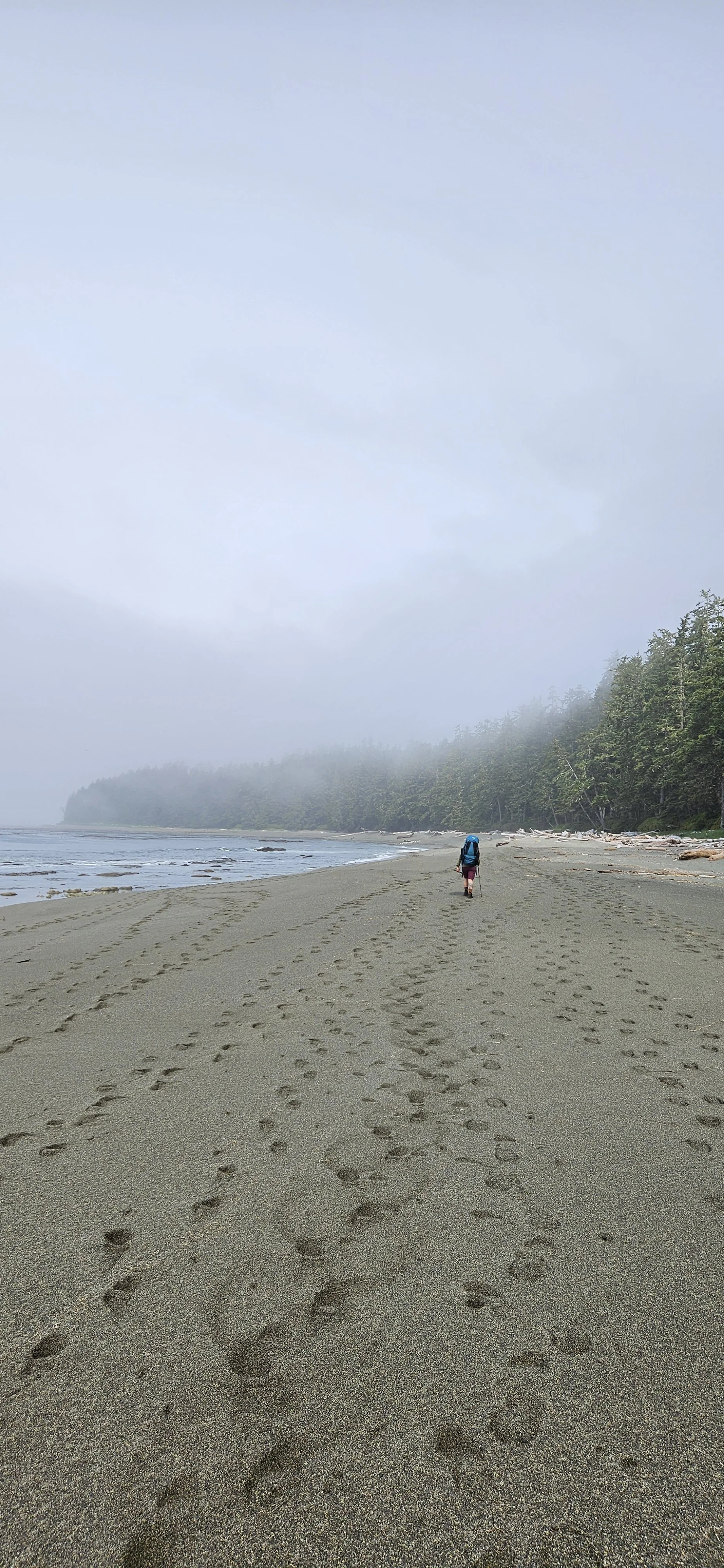 A person walking alone on a foggy beach with footprints in the sand, bordered by a forested area.