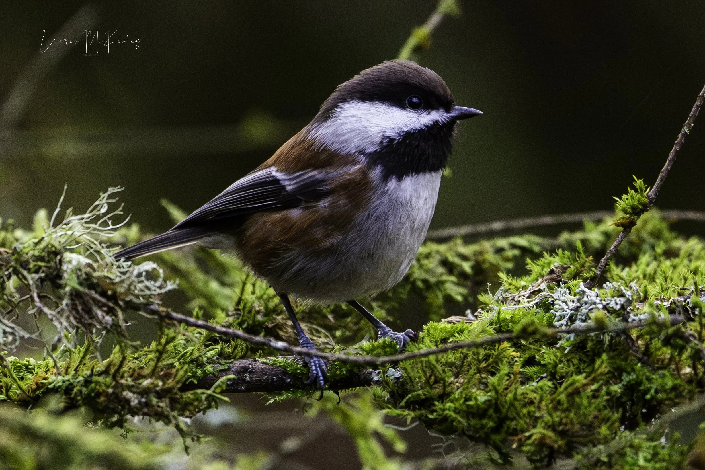 chestnutbackedchickadee126.jpg