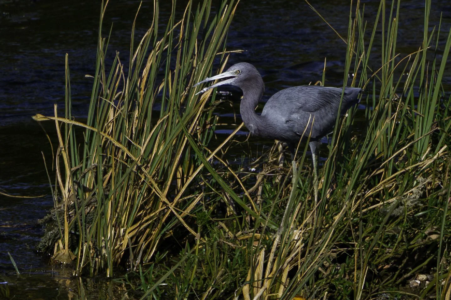 littleblueheron.jpg
