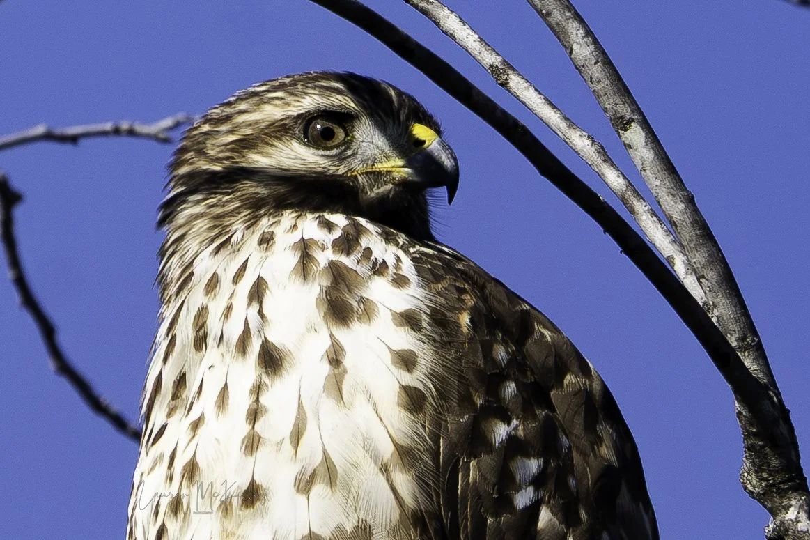 redshoulderhawk.jpg
