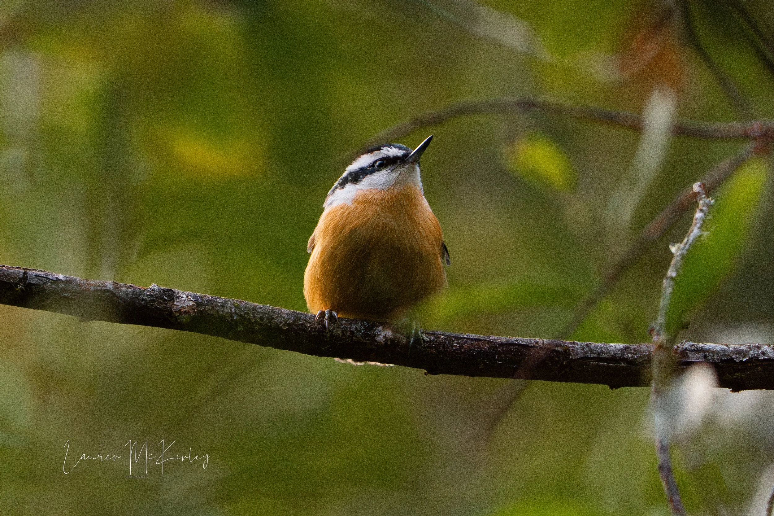 nuthatchperched-1.jpg
