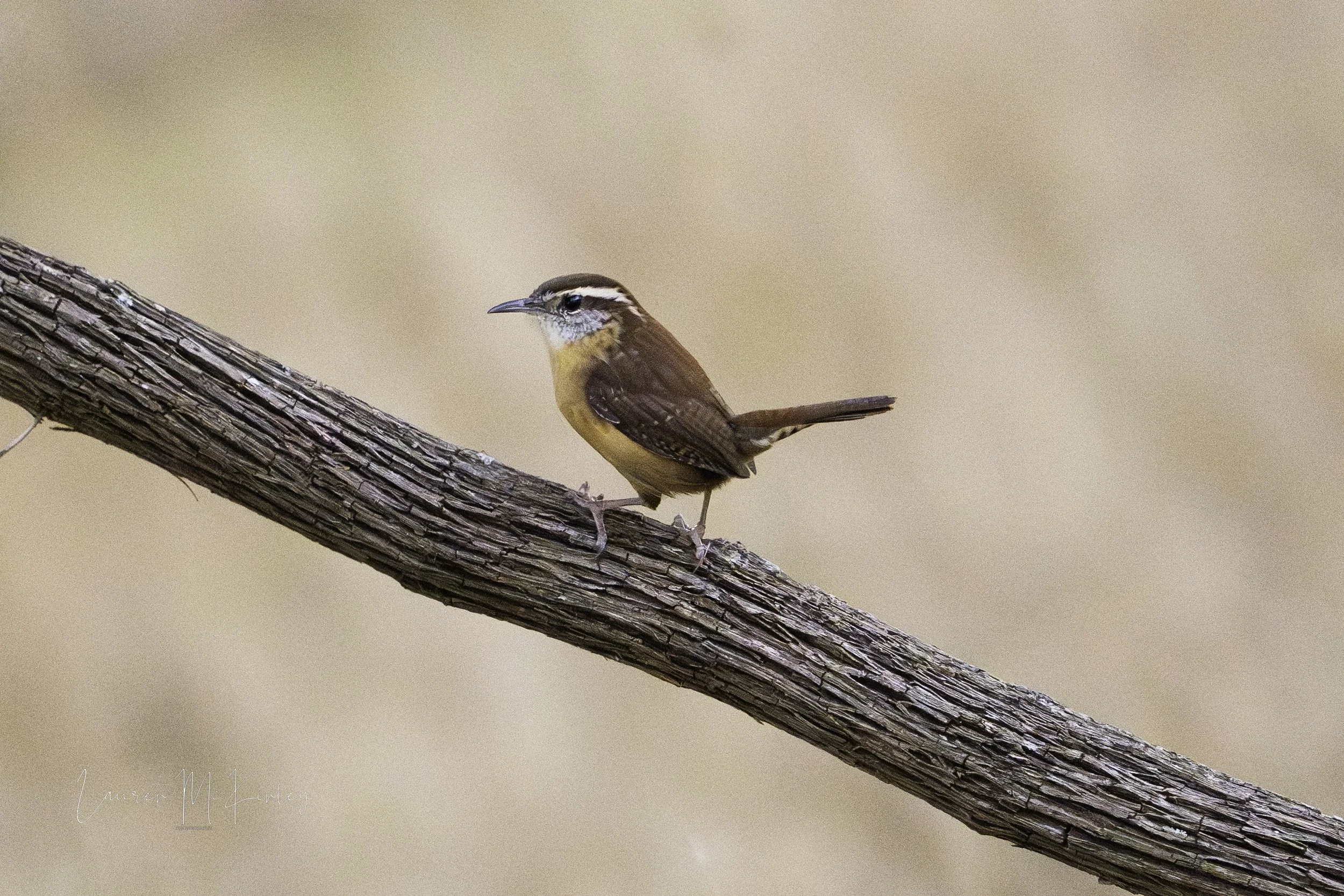 carolinawren.jpg