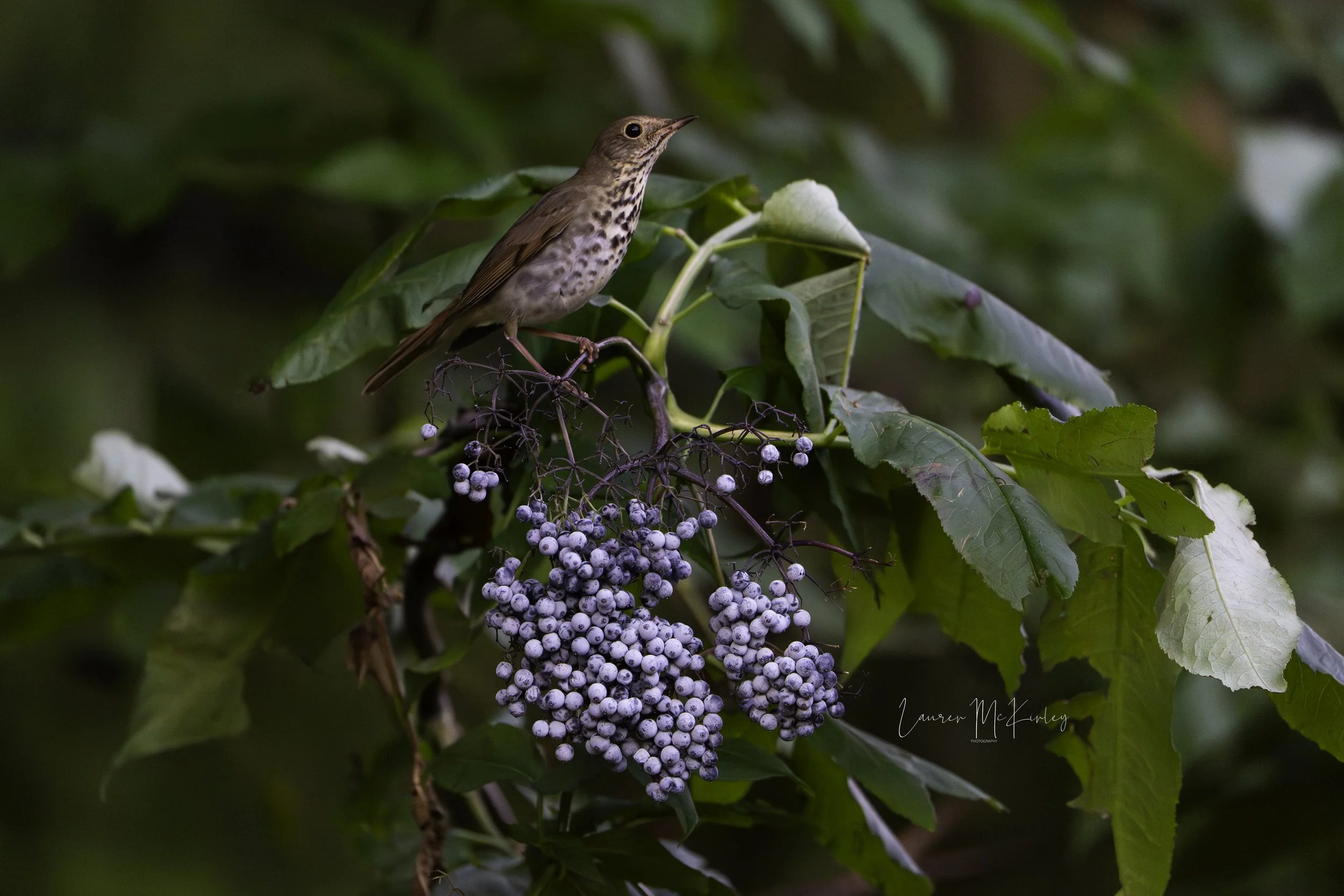 hermitthrush-1.jpg