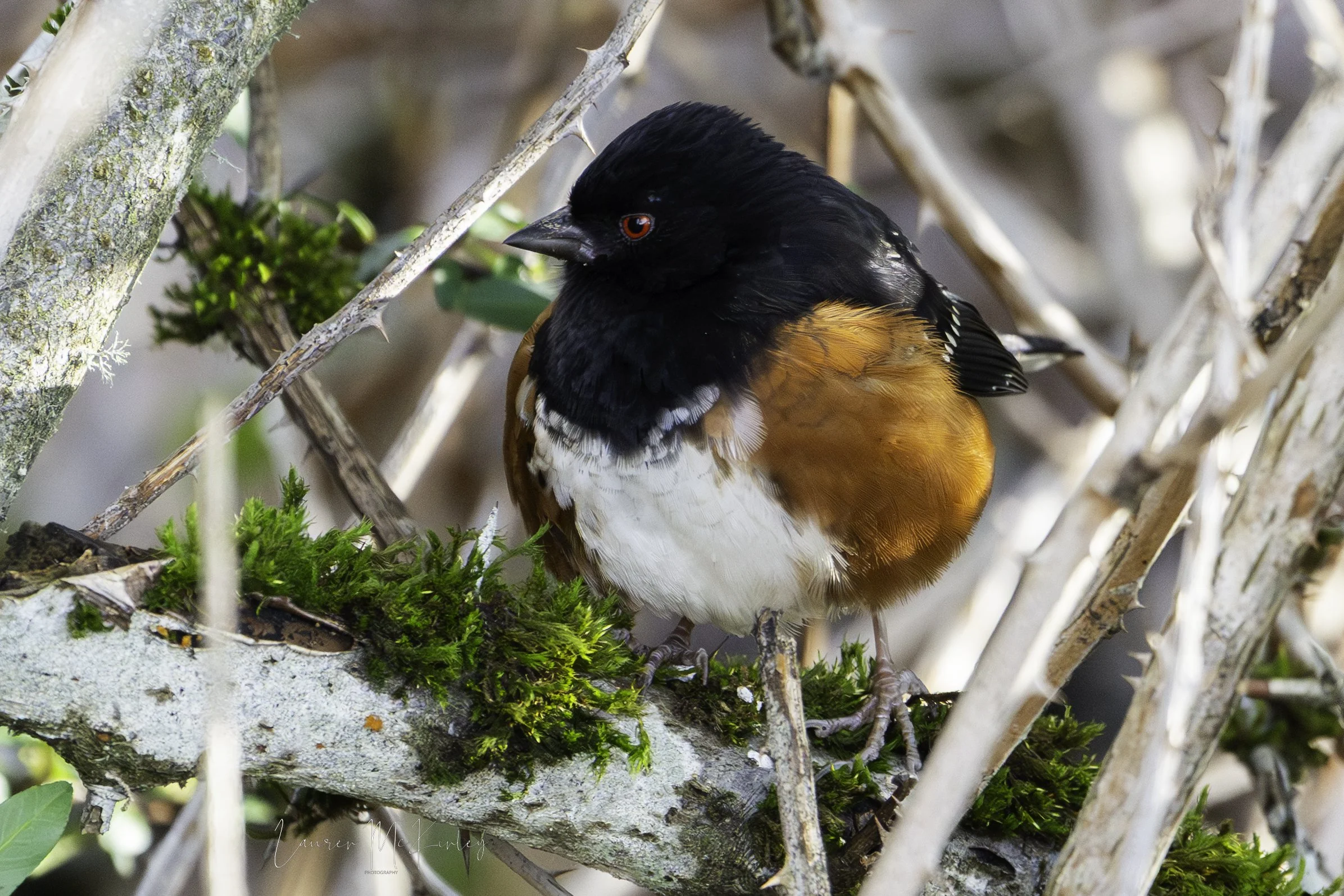 towhee.jpg