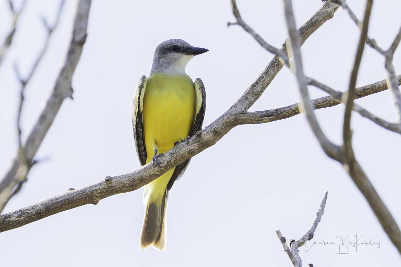 couchkingbird-1.jpg