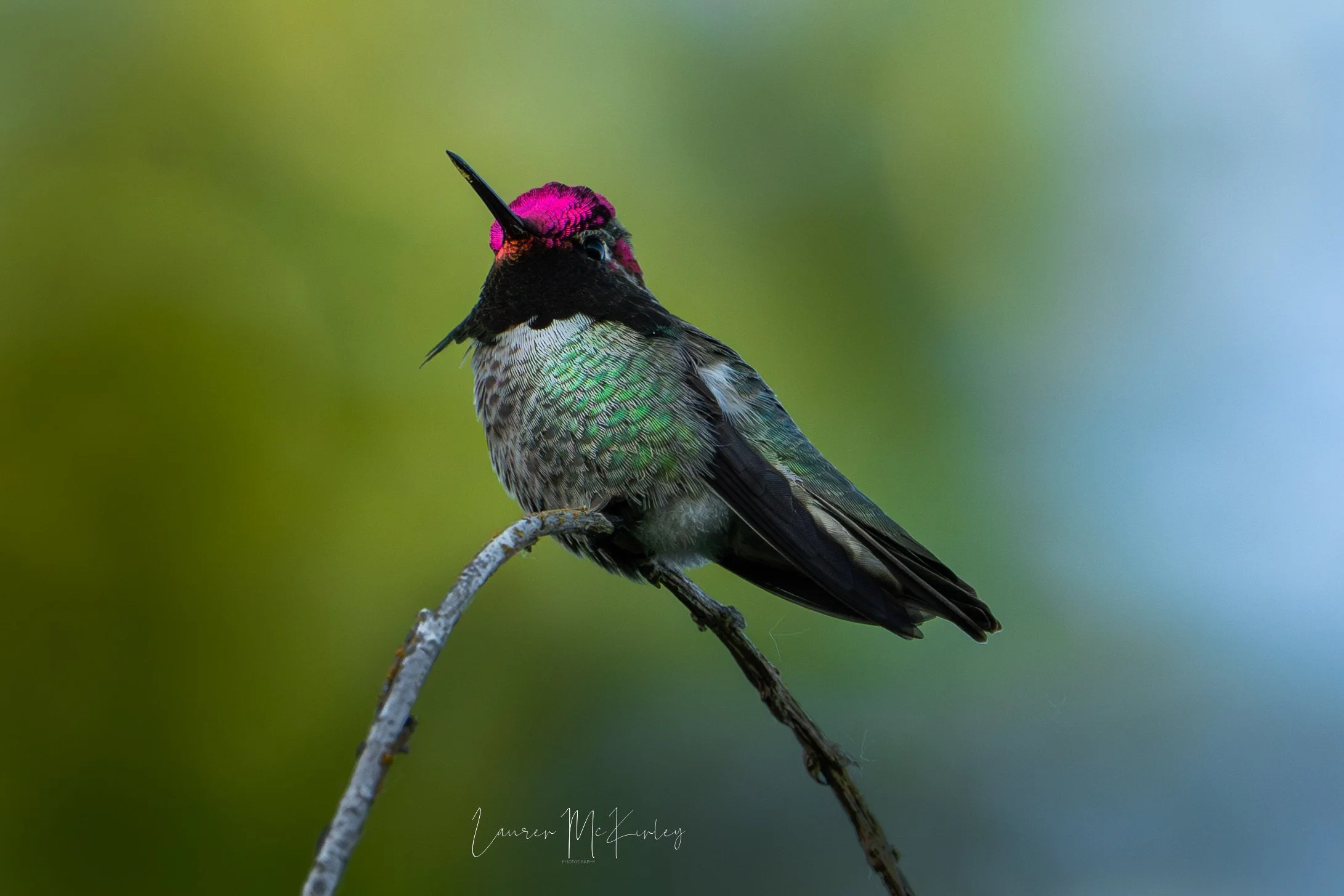 hummingbirdannasportrait.jpg