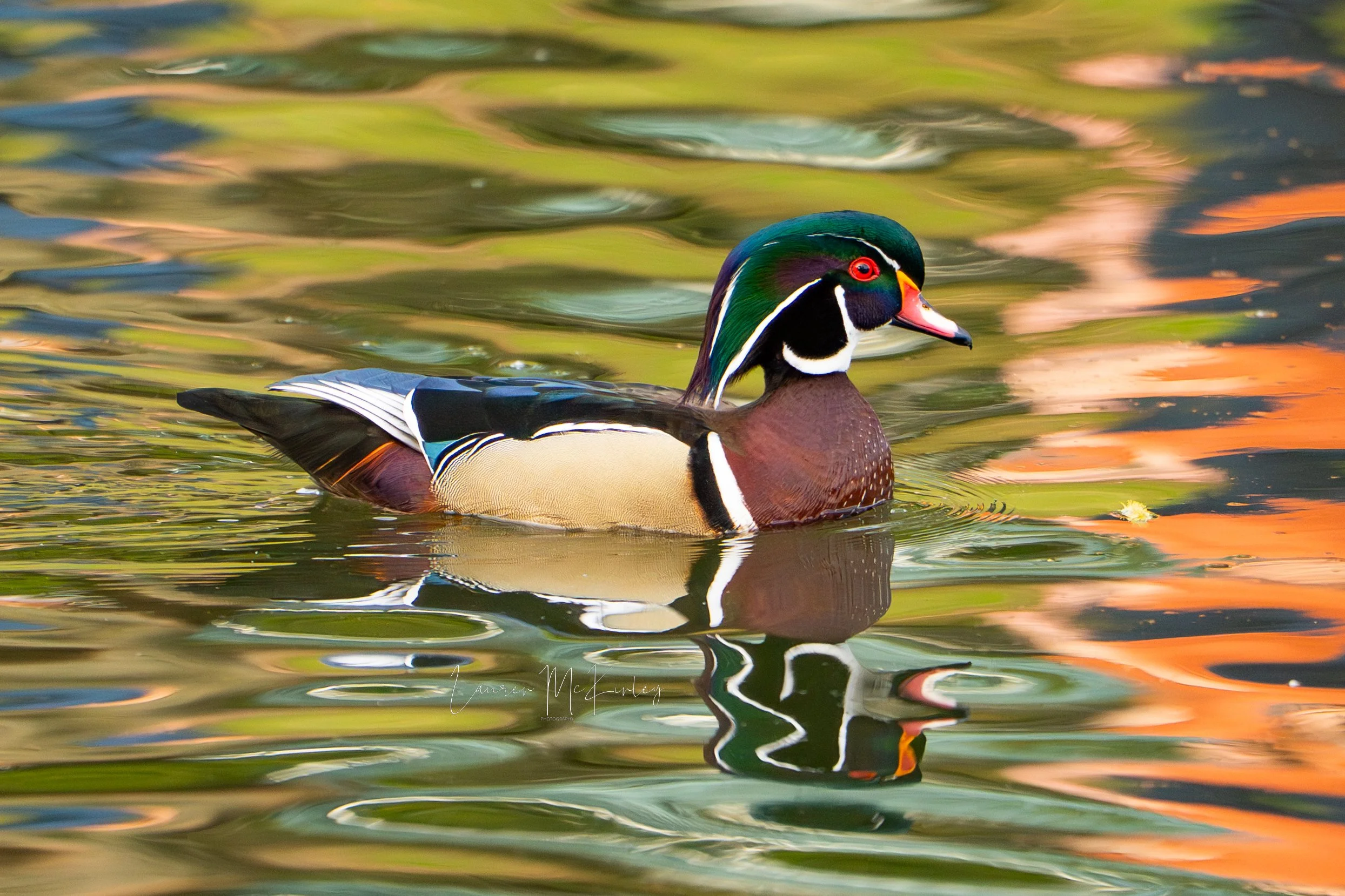colorfulwoodduck.jpg