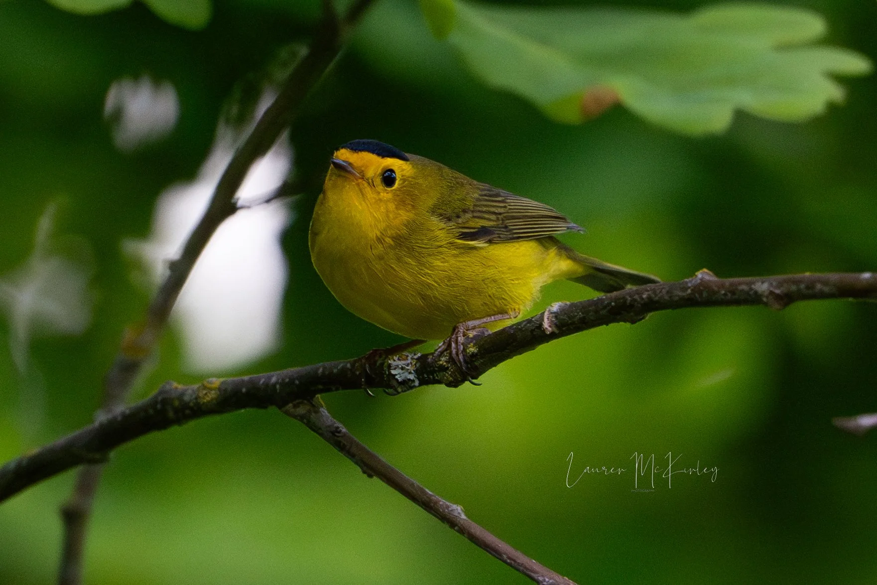 wilsonswarbler3.jpg