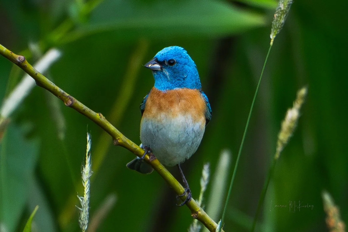 lazulibunting1.jpg