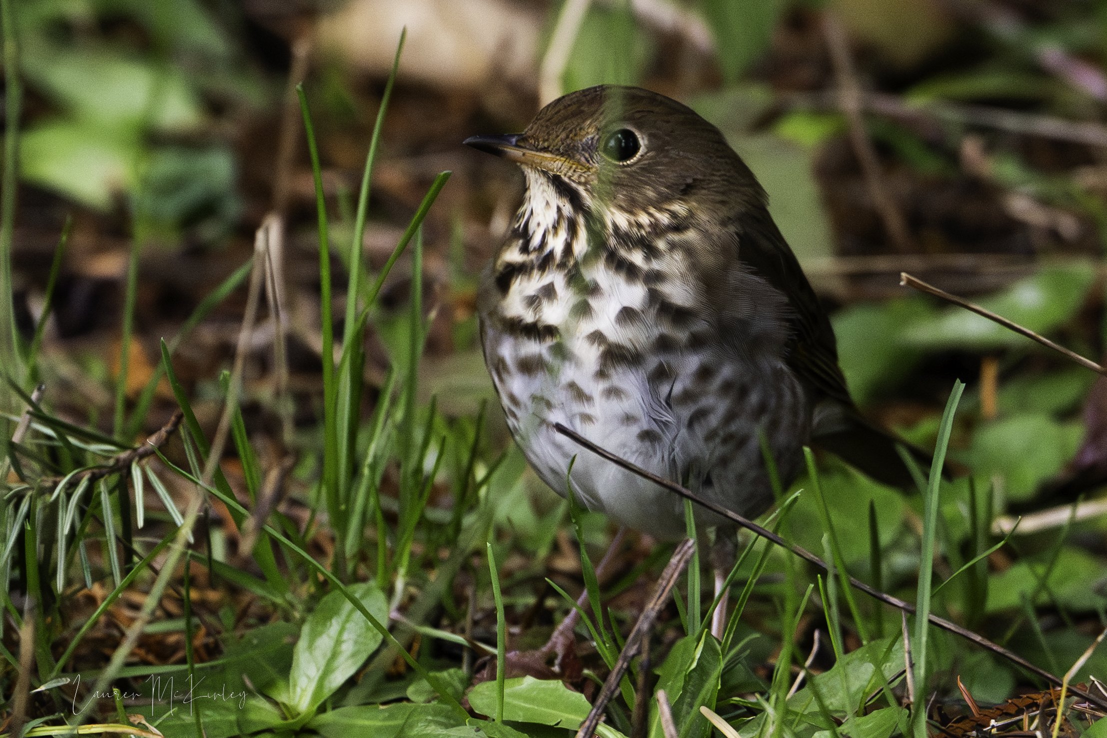hermitthrush-3.jpg