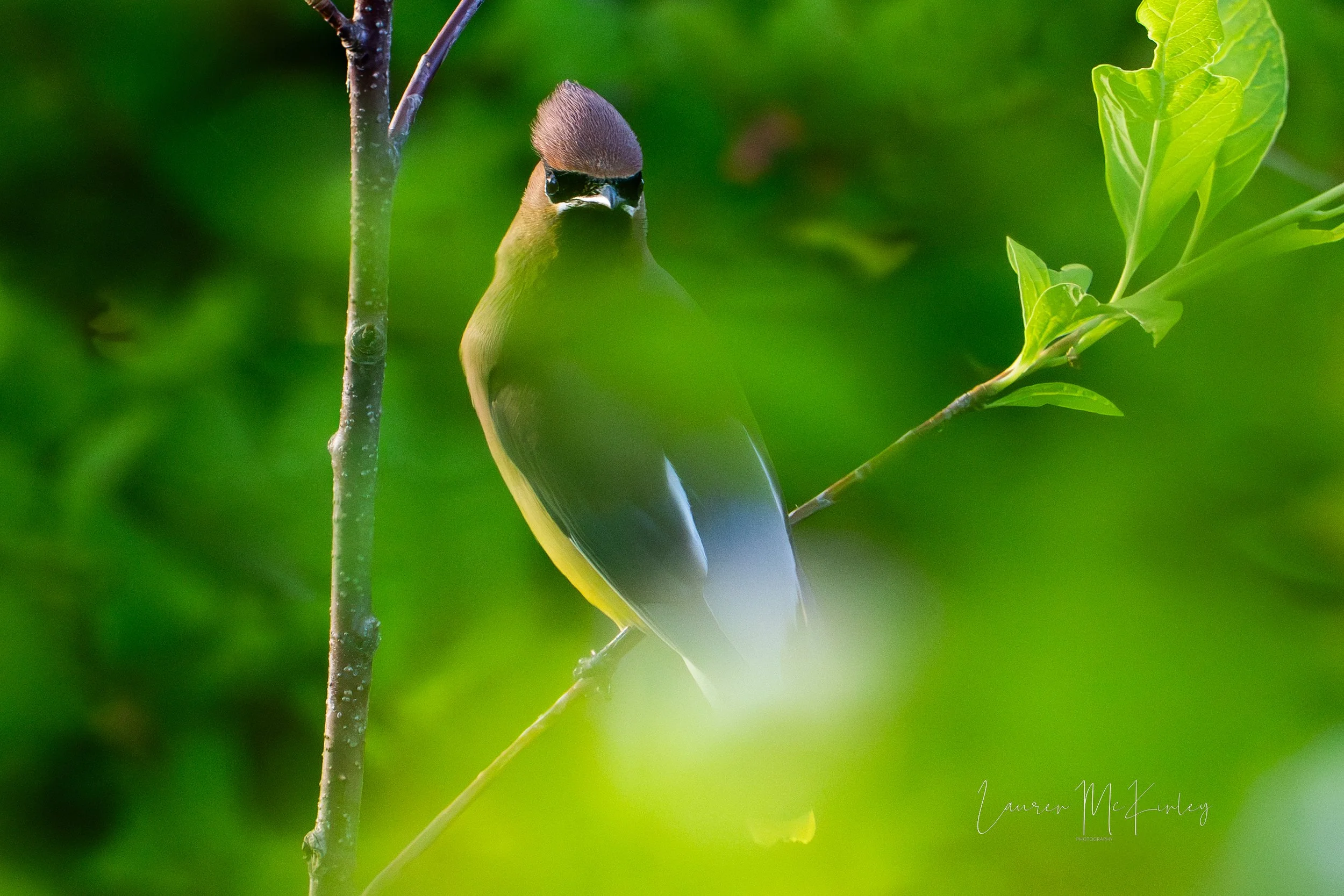 cedarwaxwingthroughgreen.jpg