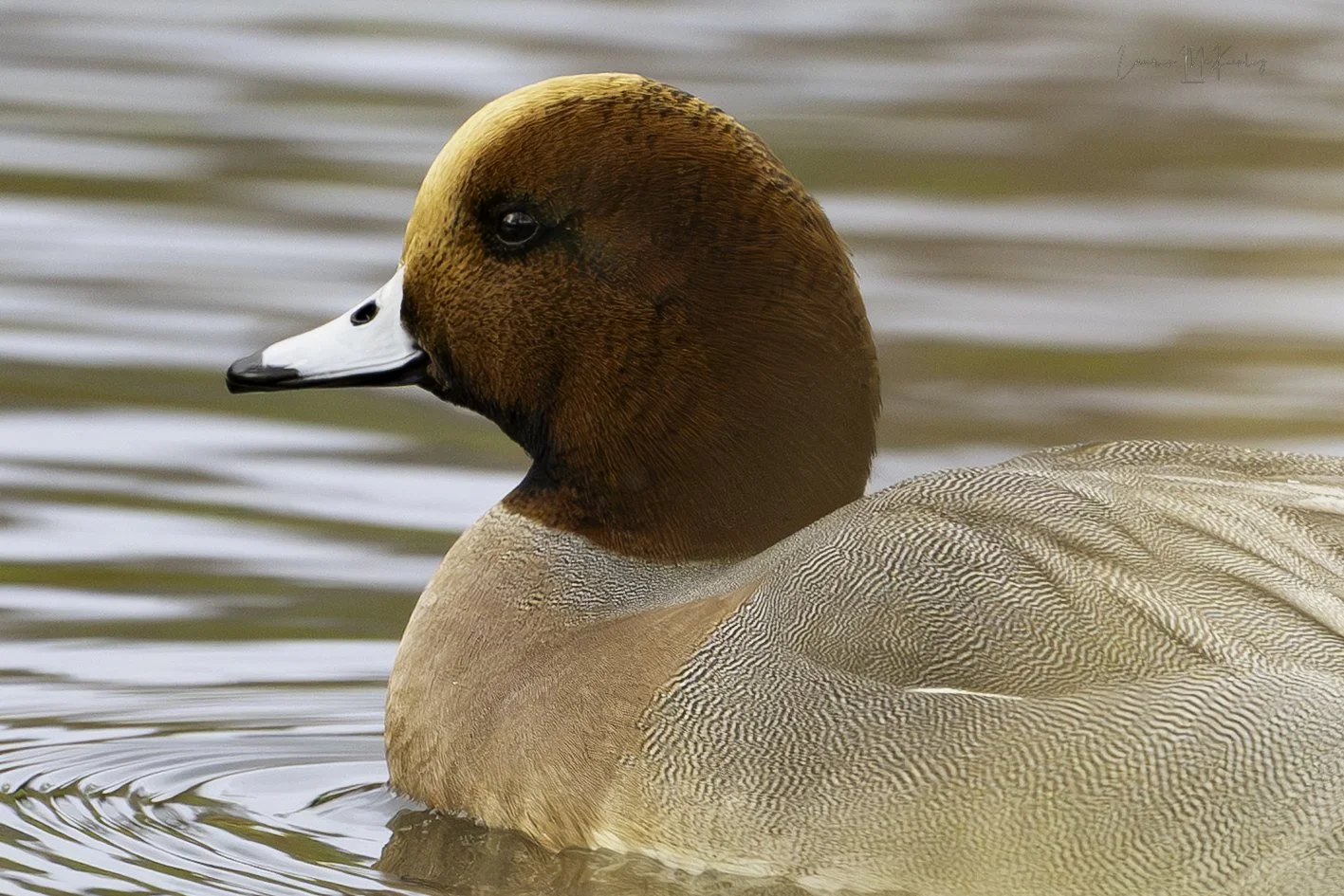 closeupuerasionwigeon.jpg