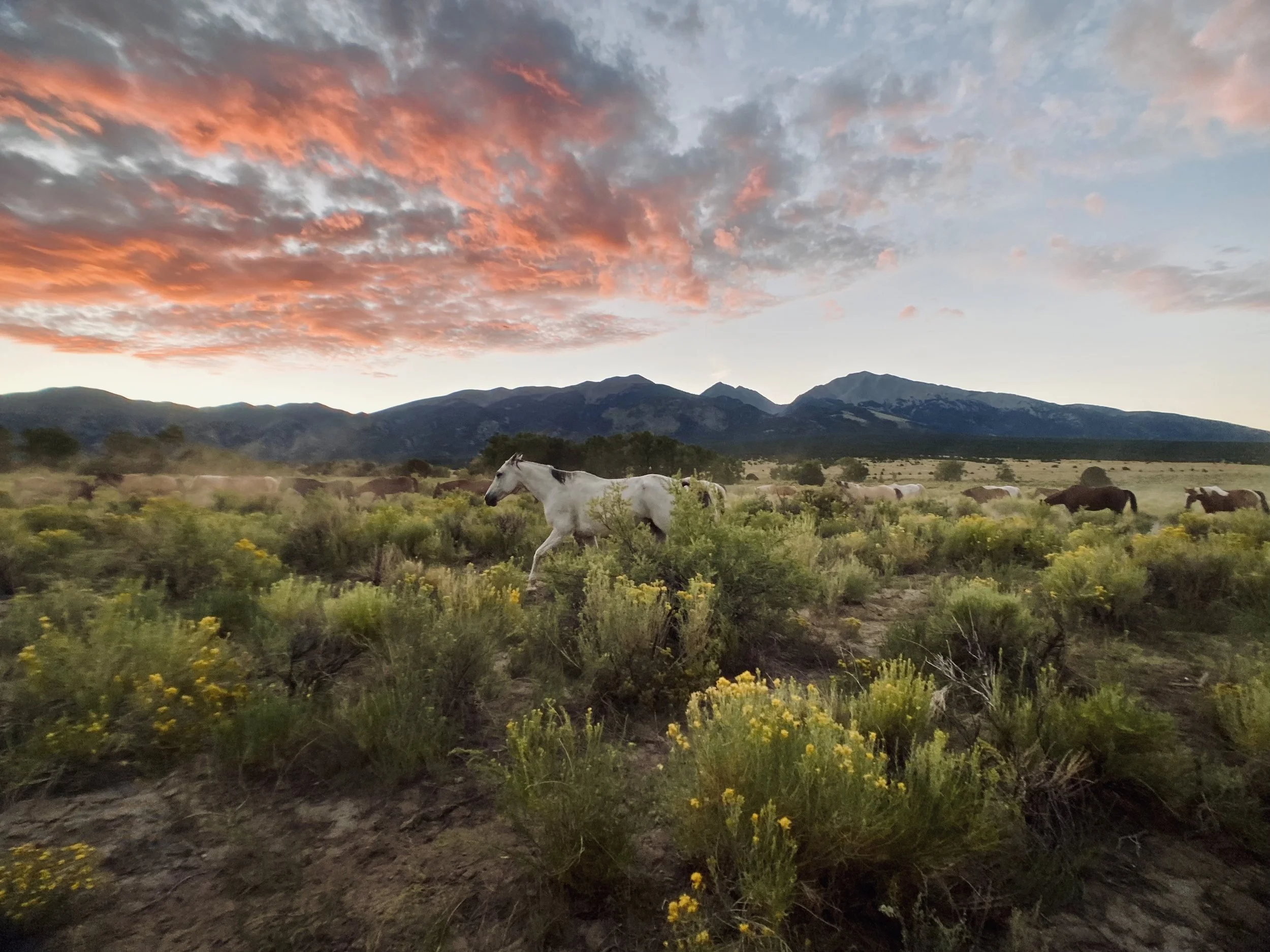 Horses grazing on open land with mountains and a colorful sunset sky in the background.