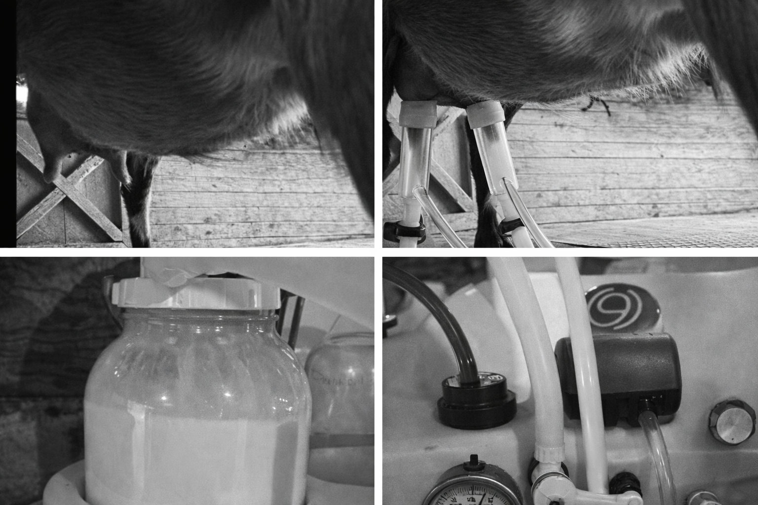A collage of four black and white images showing a close-up of a cow's udder, a cow with intravenous tubes attached to its udder, a glass jar with a lid, and laboratory equipment including tubes, a gauge, and a pump.