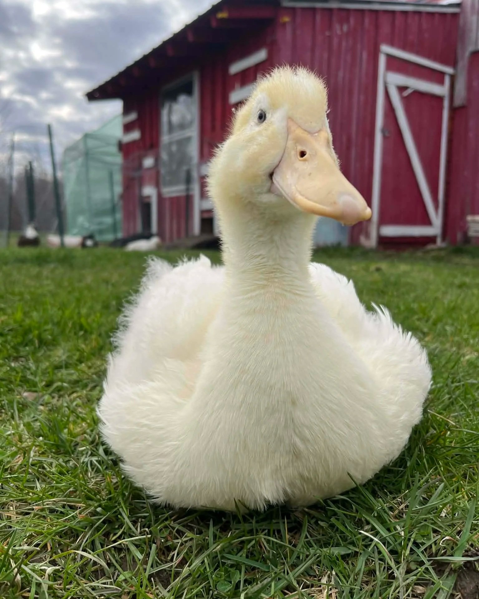 A young white duck sitting on green grass in front of a red barn with white doors. The duck has a slightly tilted head and looks at the camera with a curious expression.