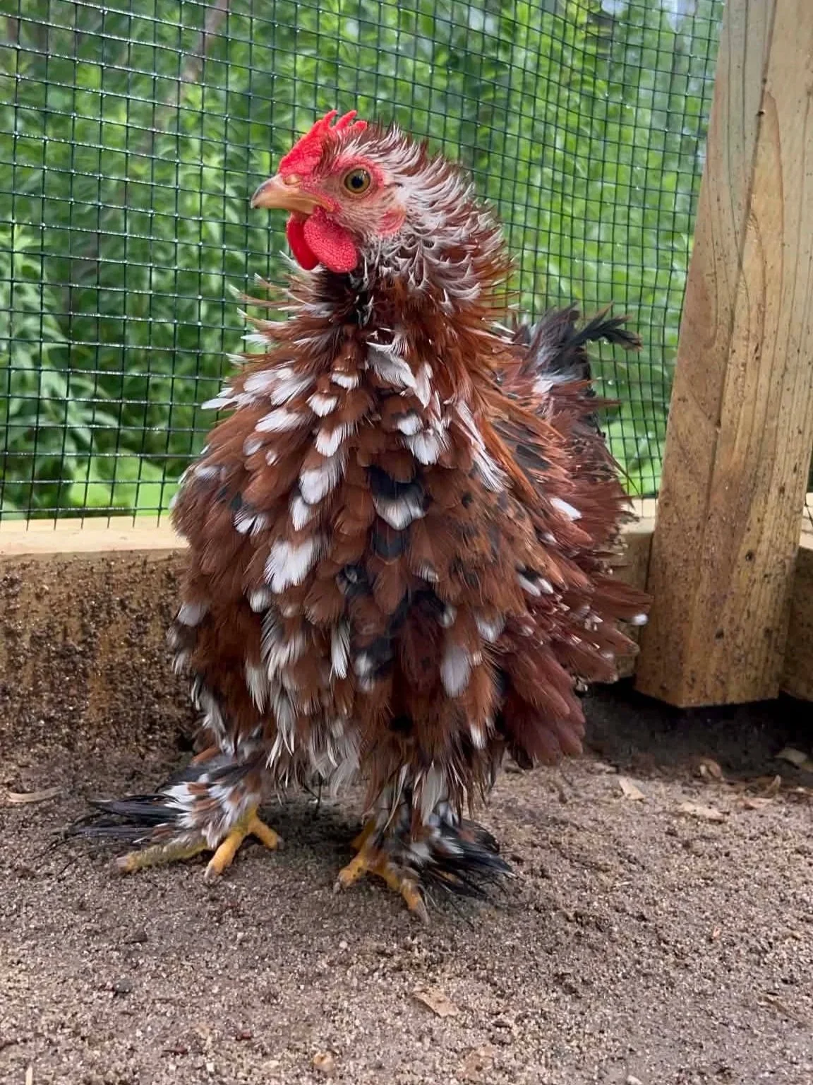 A scrawny chicken with ruffled, multicolored feathers standing on dirt in a fenced outdoor enclosure.