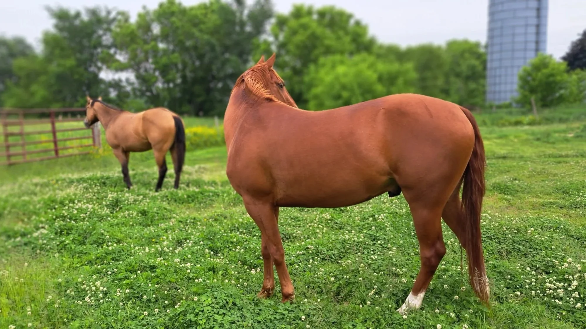 Two horses standing in a grassy field with trees and a building in the background, one in the foreground and the other further back.