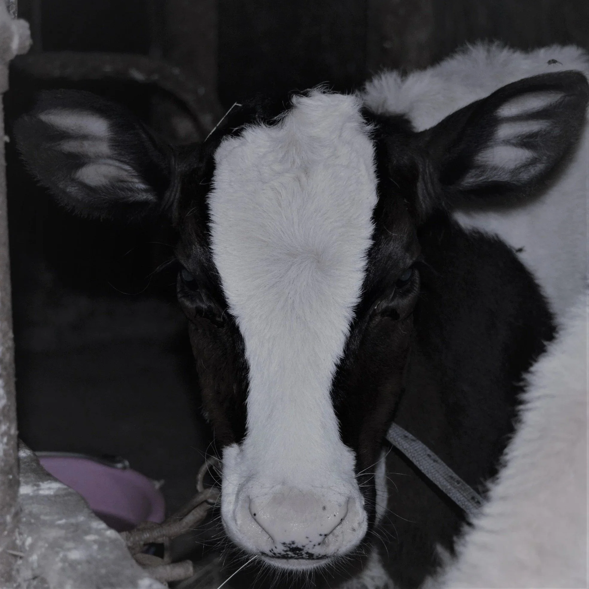 Close-up of a black and white Holstein calf with large ears, facing forward, inside a barn or stable.