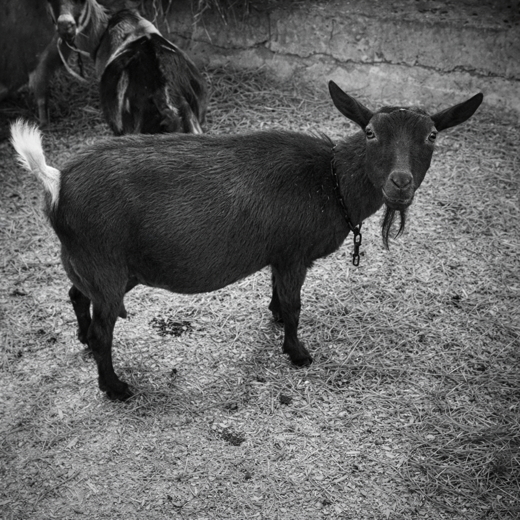 A small goat with dark fur standing on dirt and straw, facing the camera. In the background, a horse with a dark coat and white markings is resting on the ground in a barn or pen.