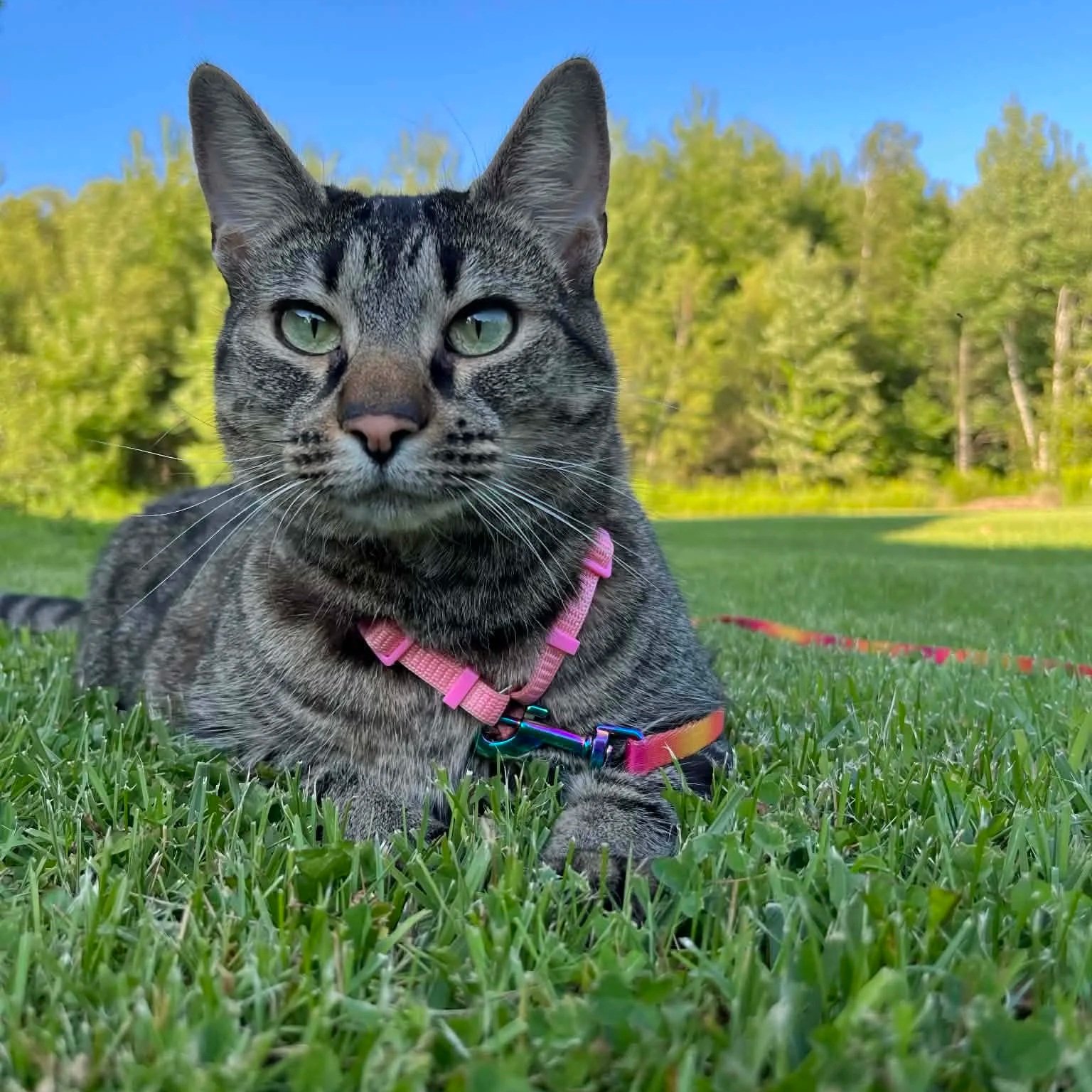 A tabby cat with green eyes lying on grass, wearing a pink harness and leash, in a park with trees and a clear blue sky.