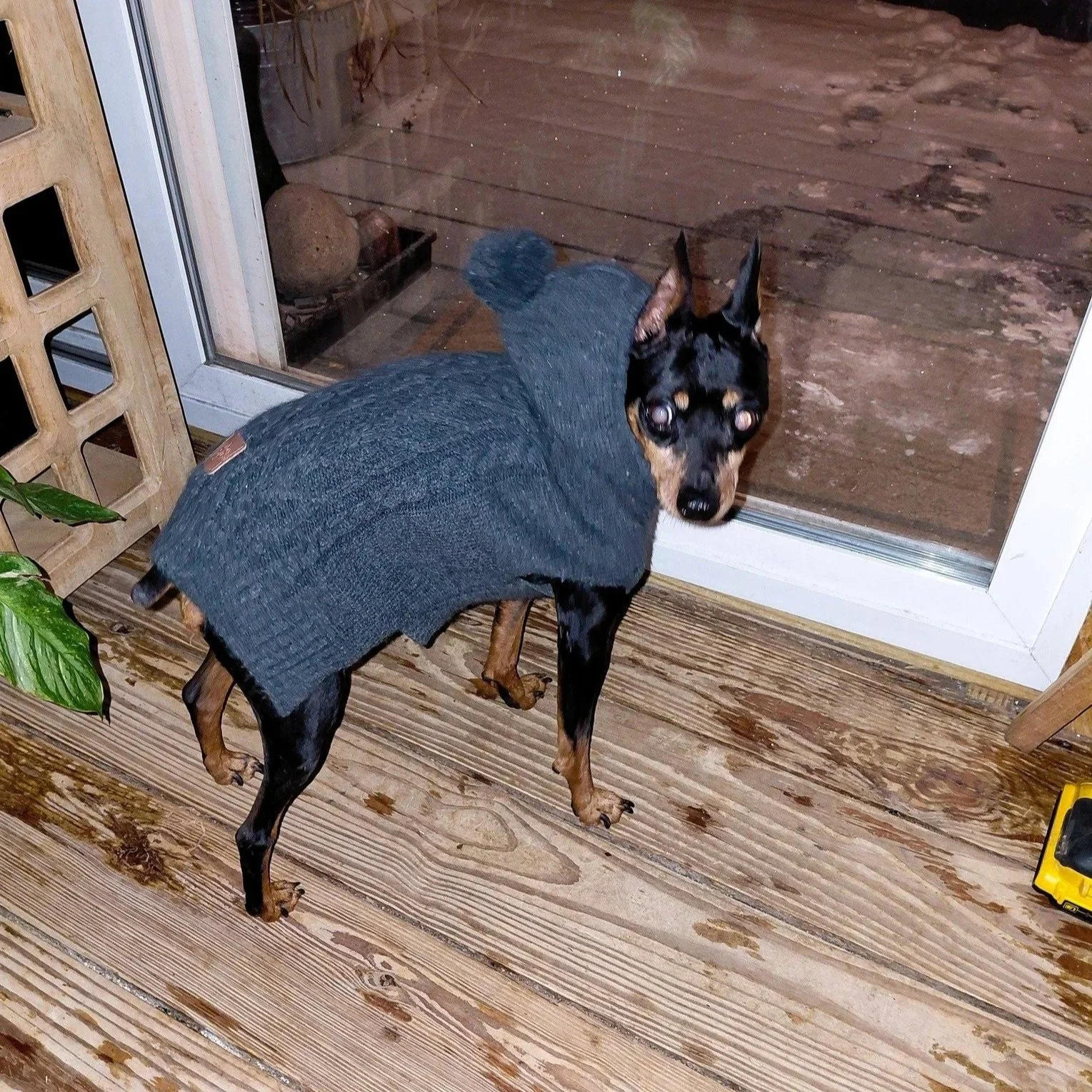 Small dog with black and tan fur wearing a dark hoodie, standing on wooden floor near a sliding glass door.