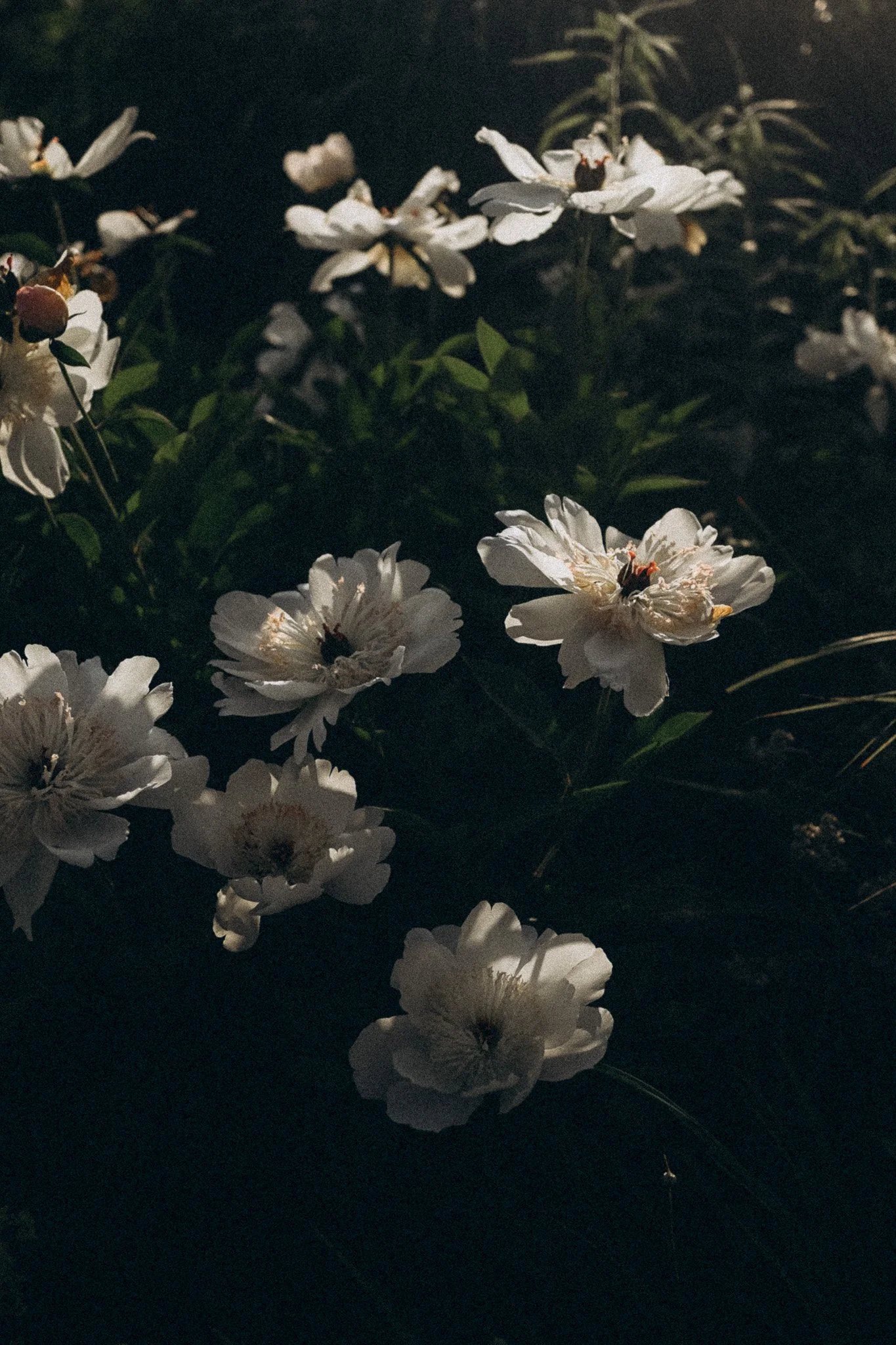 Blumen in kassels natur