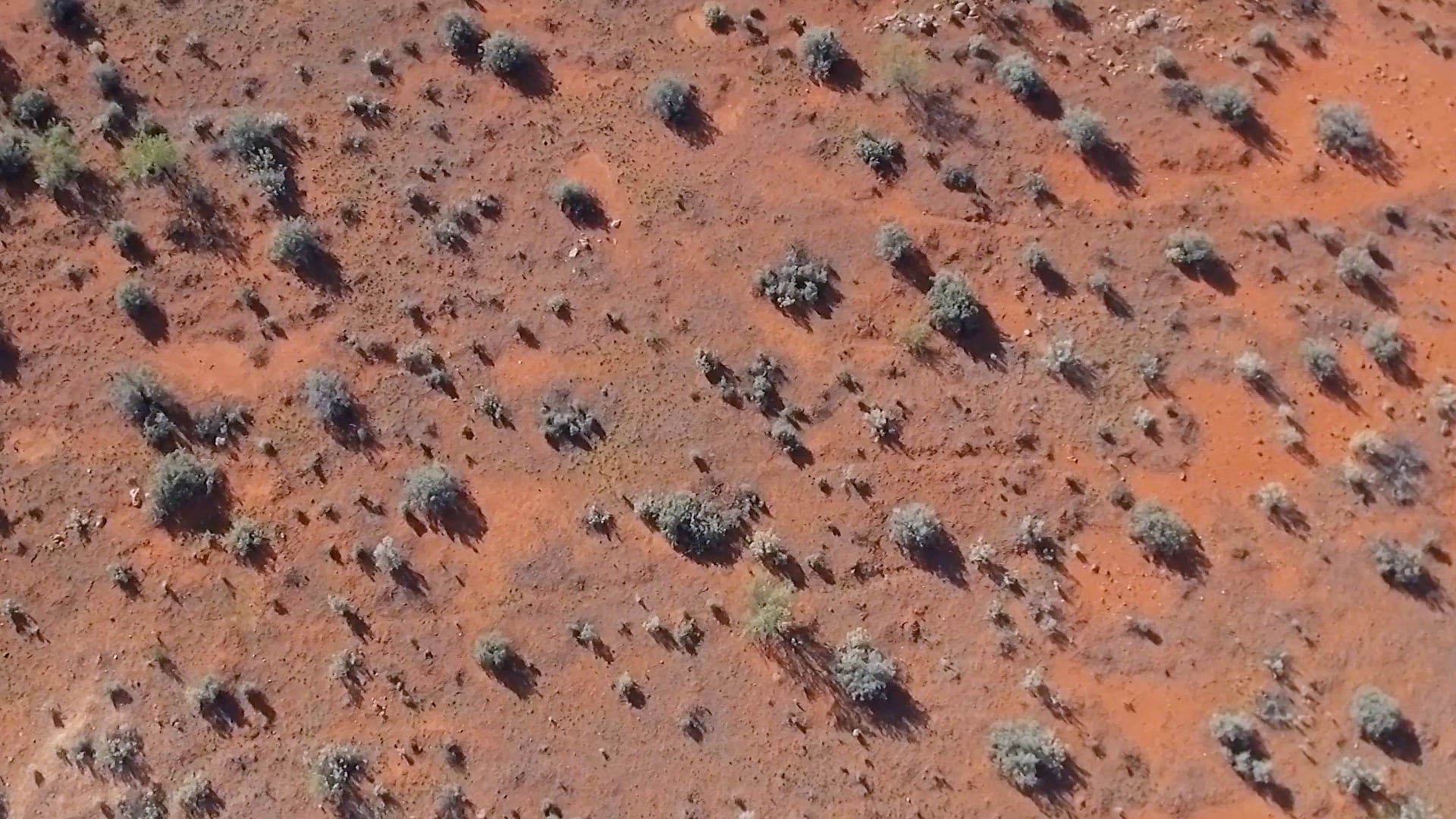 CEF - Shannon's Story