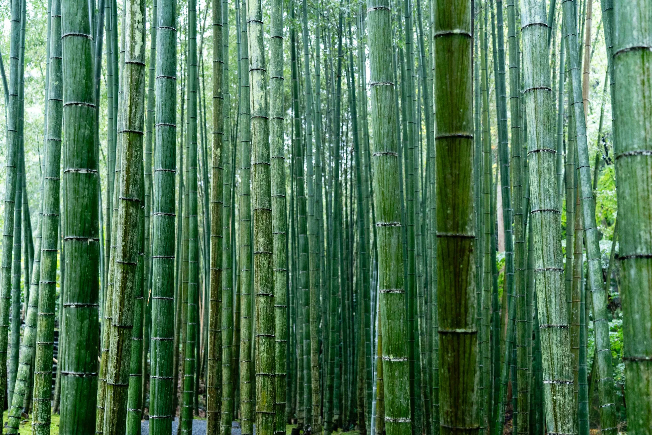 MJ Bale Winter 24 Shoot BTS