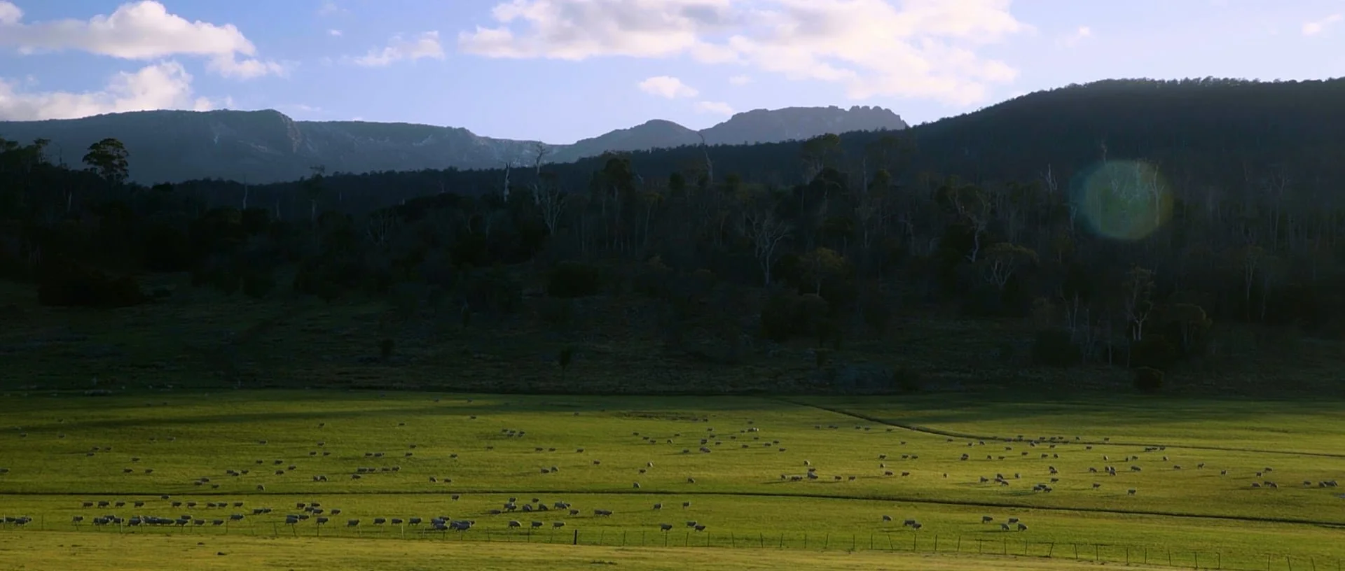 MJ Bale Kingston Join The Flock