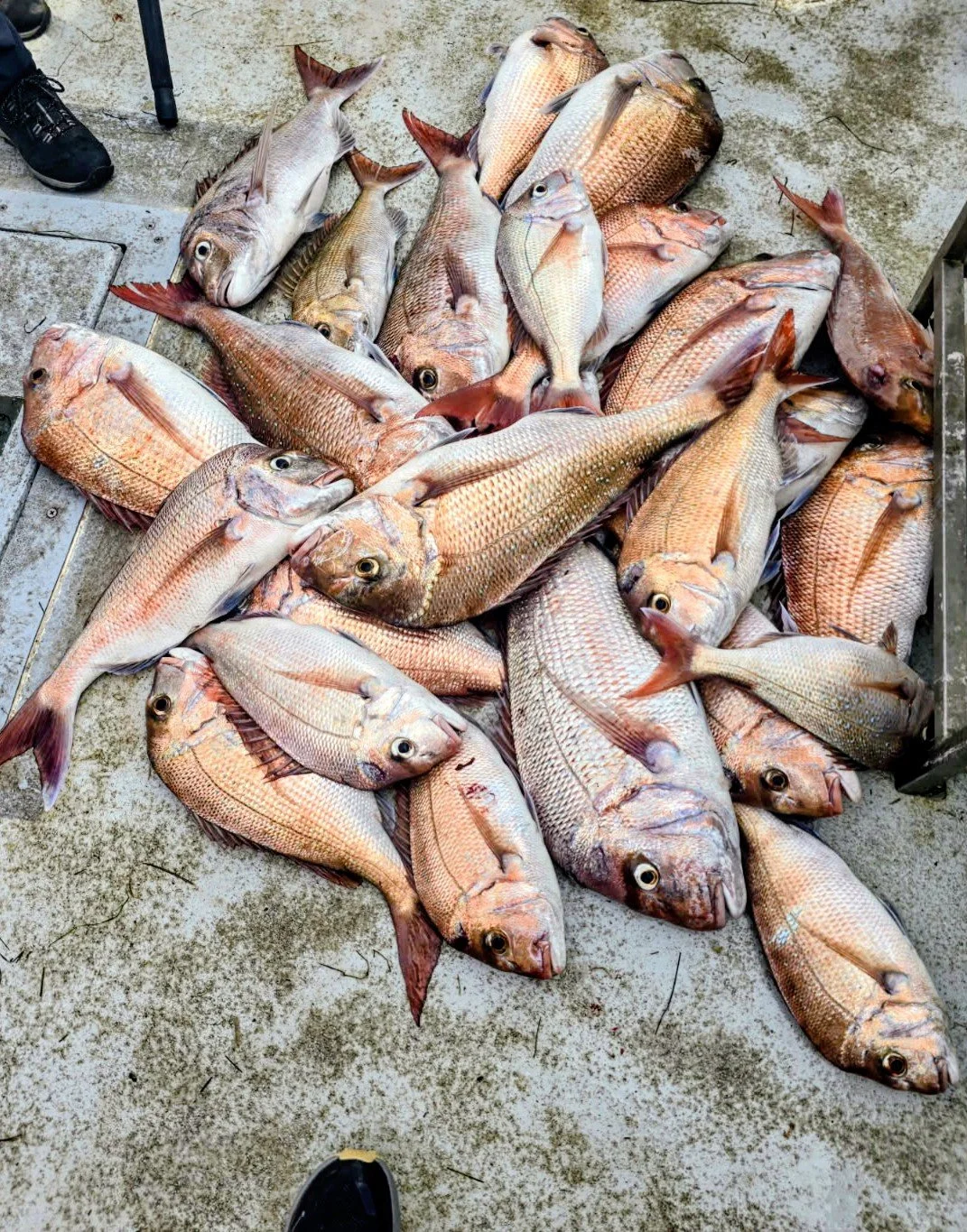 Multiple Snapper fish of various sizes and types laid out on a concrete ground, some overlapping, with one person’s foot visible in the corner. Caught on Out there fishing charter tour