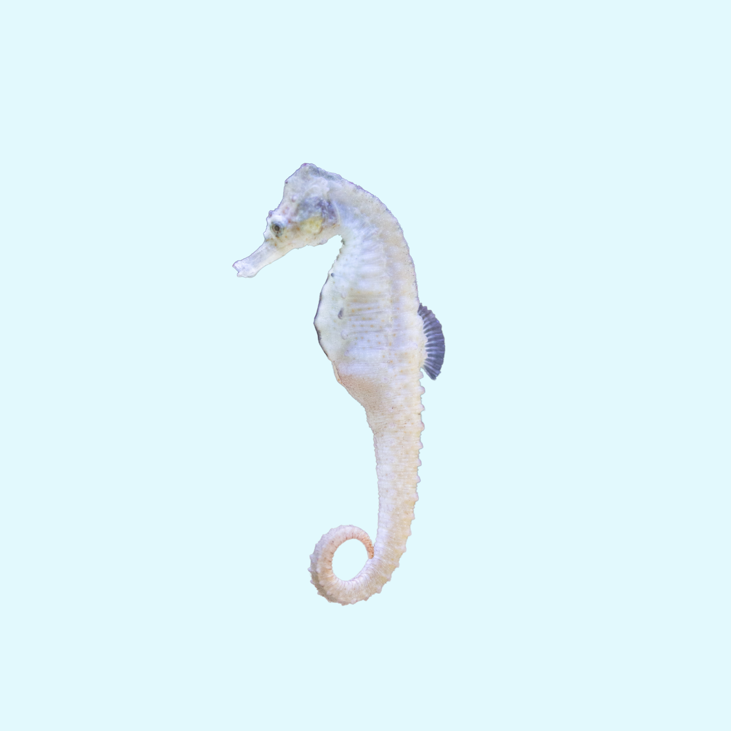 Newsletter Graphics (8).png